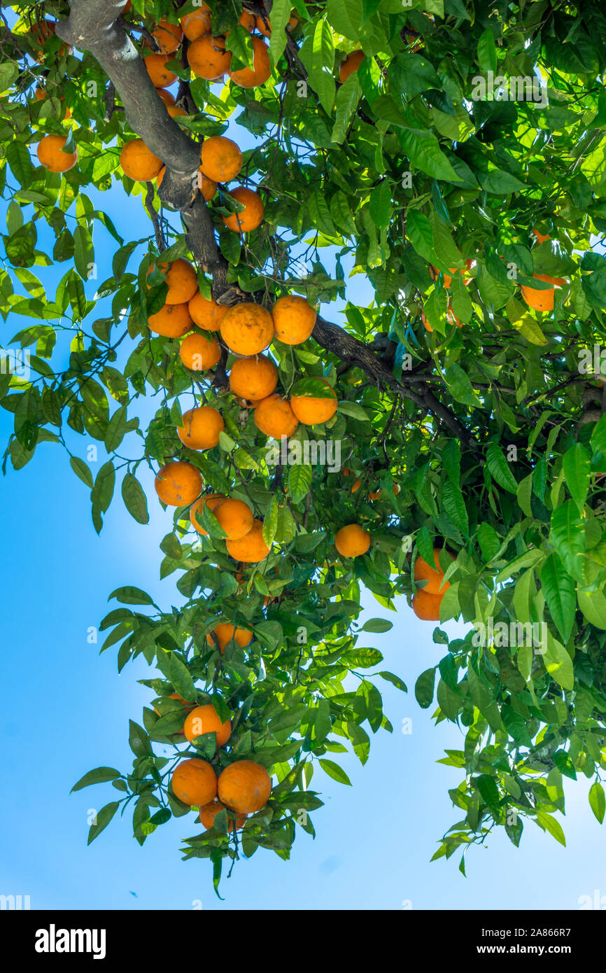 Mandarin tree with ripe fruits. orange tree. Ripen clementines on trees in a citrus cultivation