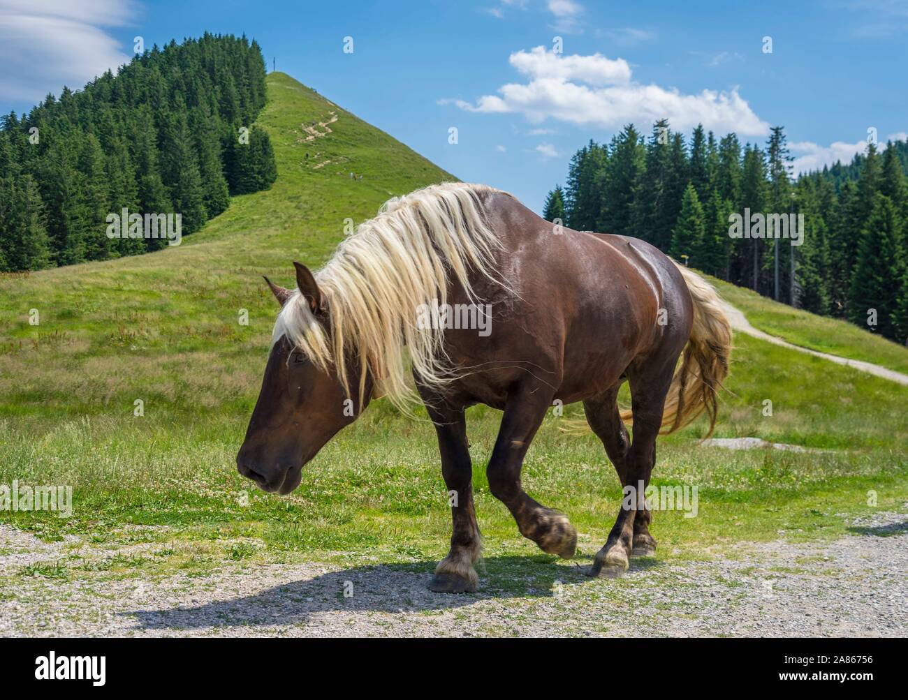 Horse near mountain Bavaria, Germany, Alps wild landscape Stock Photo