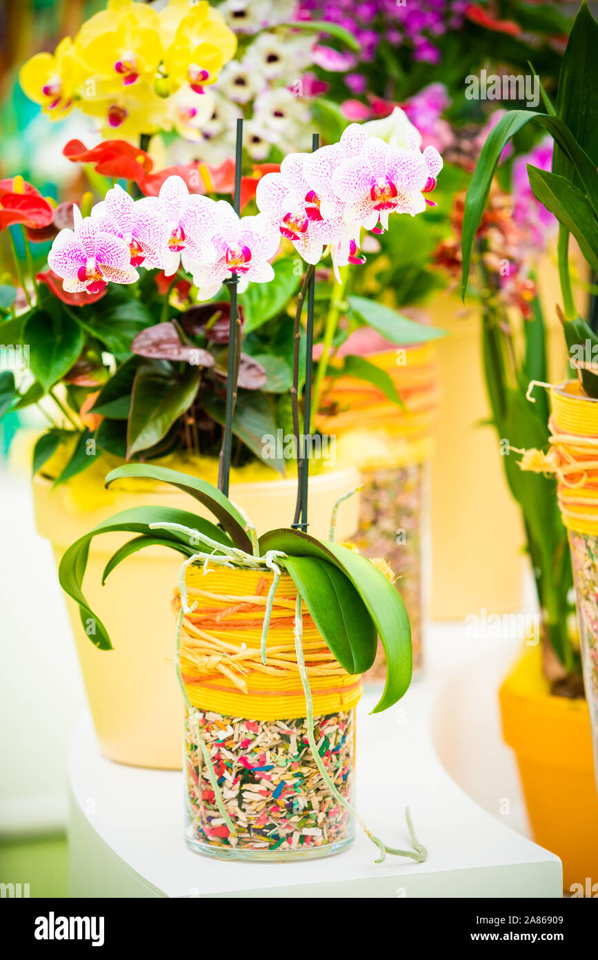Pink orchid flowers in pots hi-res stock photography and images - Alamy