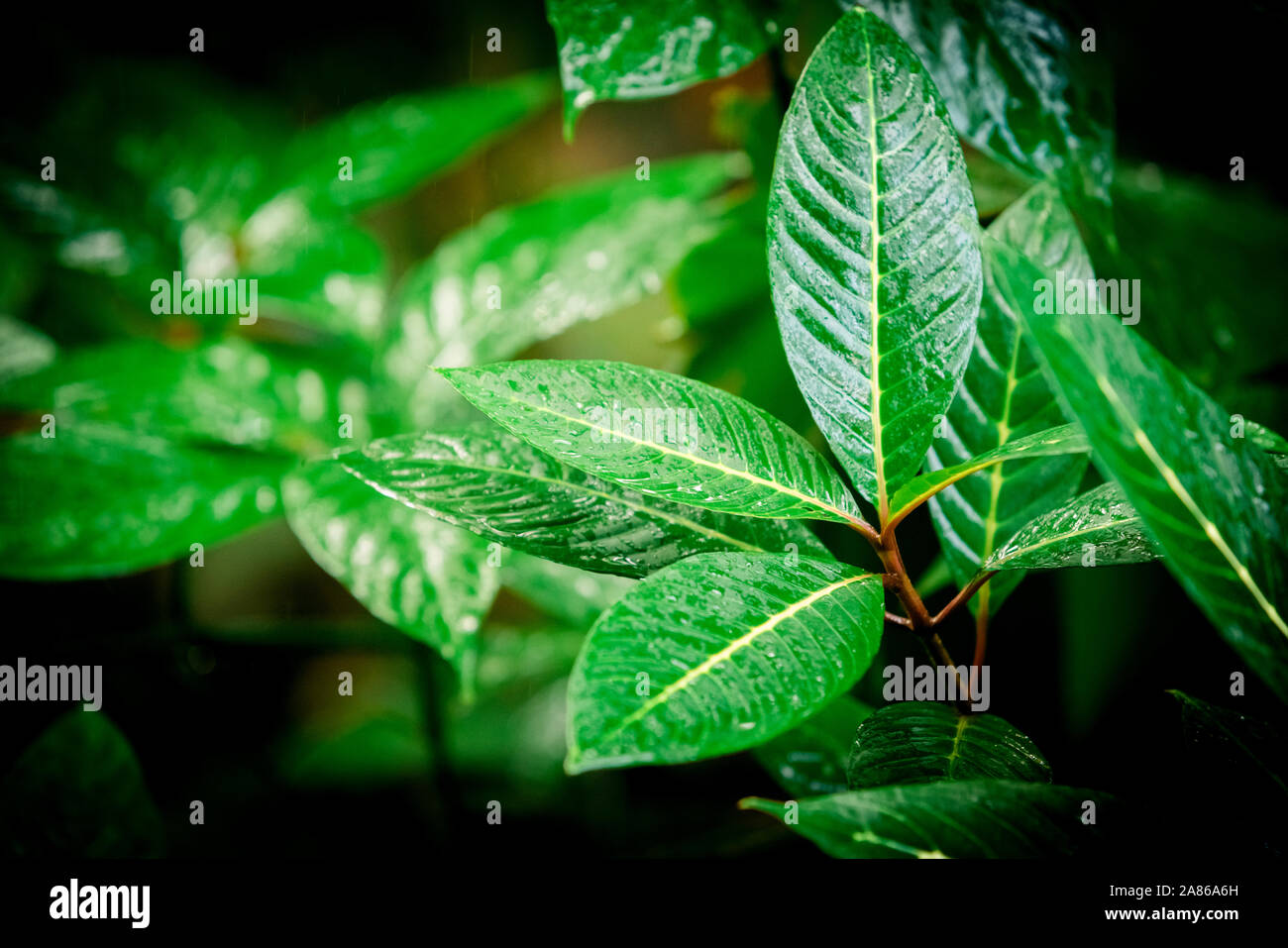 tropical green leaf. tropical rainforest Stock Photo - Alamy