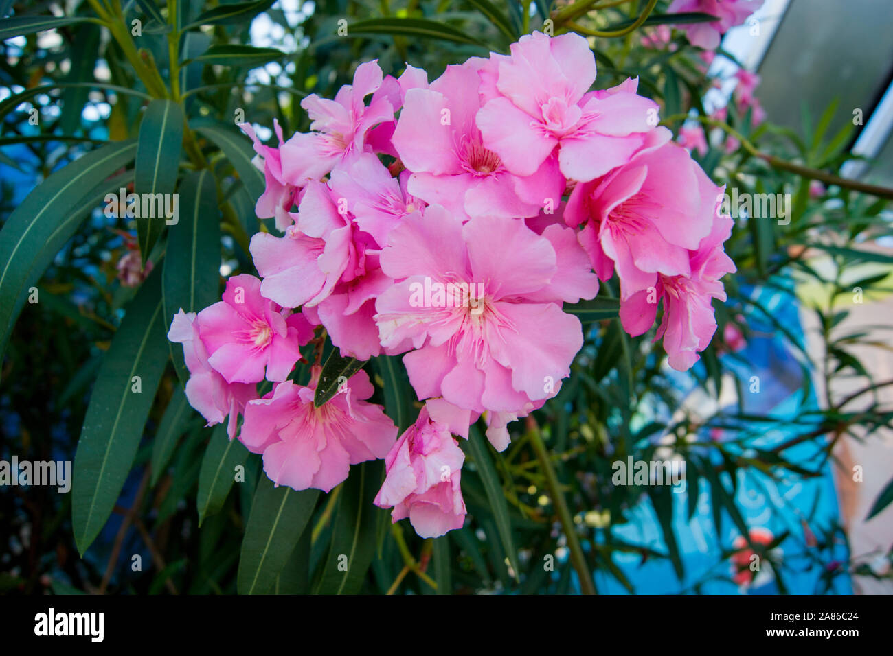 Lush clusters of pink oleander flowers. Horizontal photo. Stock Photo