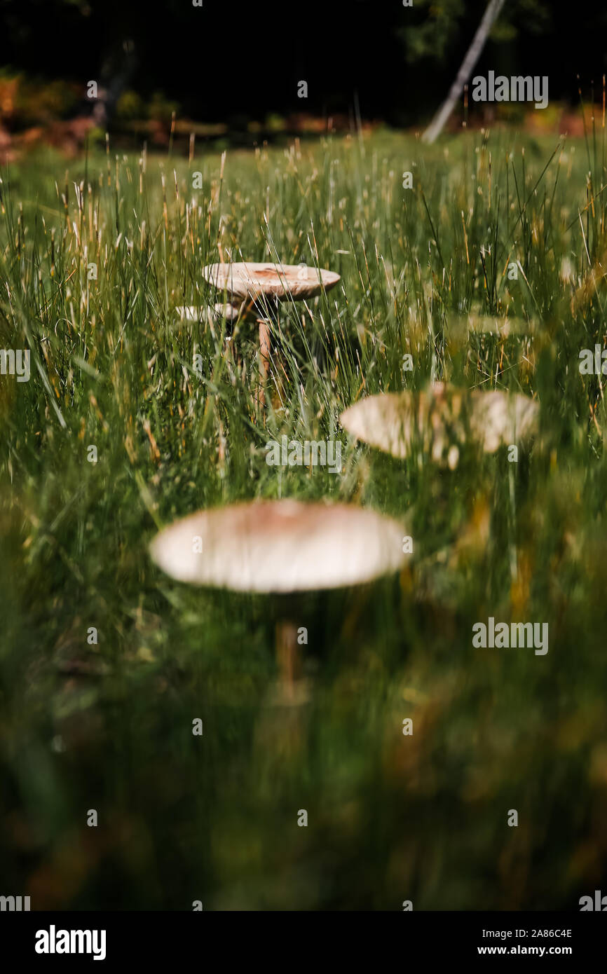 Coulemelle mushroom, France Stock Photo