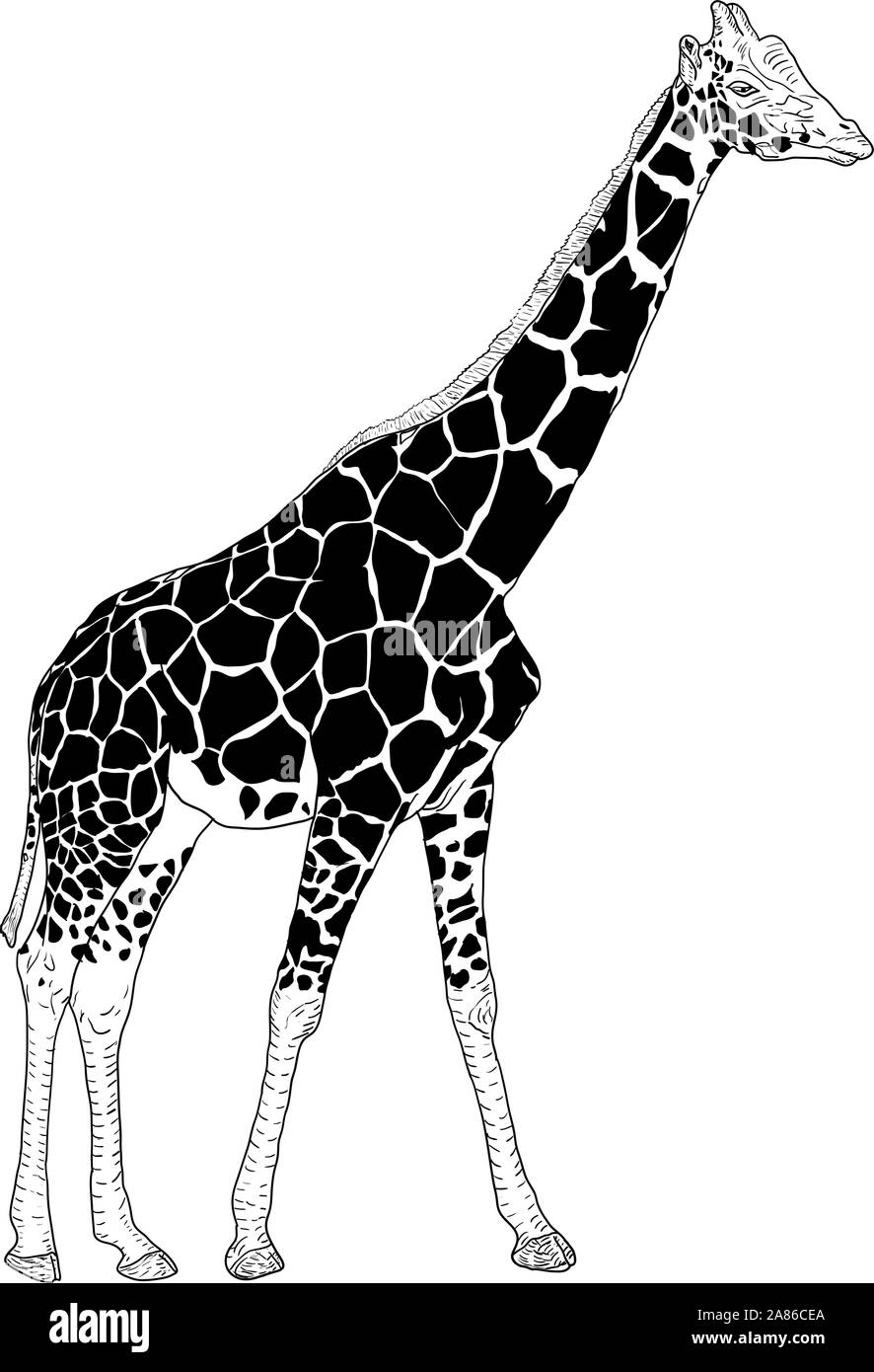 Sketch of a high African giraffe on a white background. Stock Vector