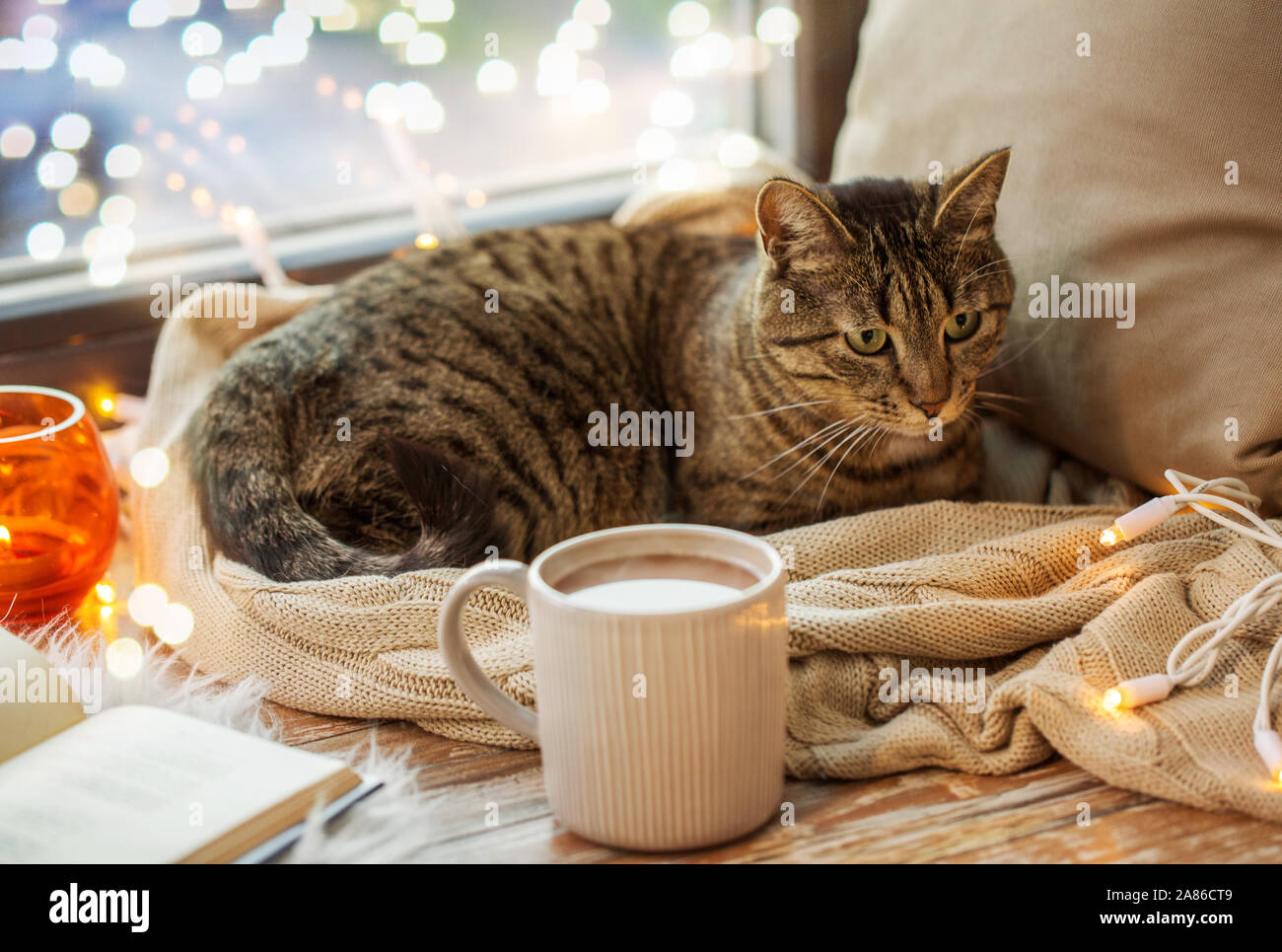 tabby cat lying on window sill with book at home Stock Photo - Alamy