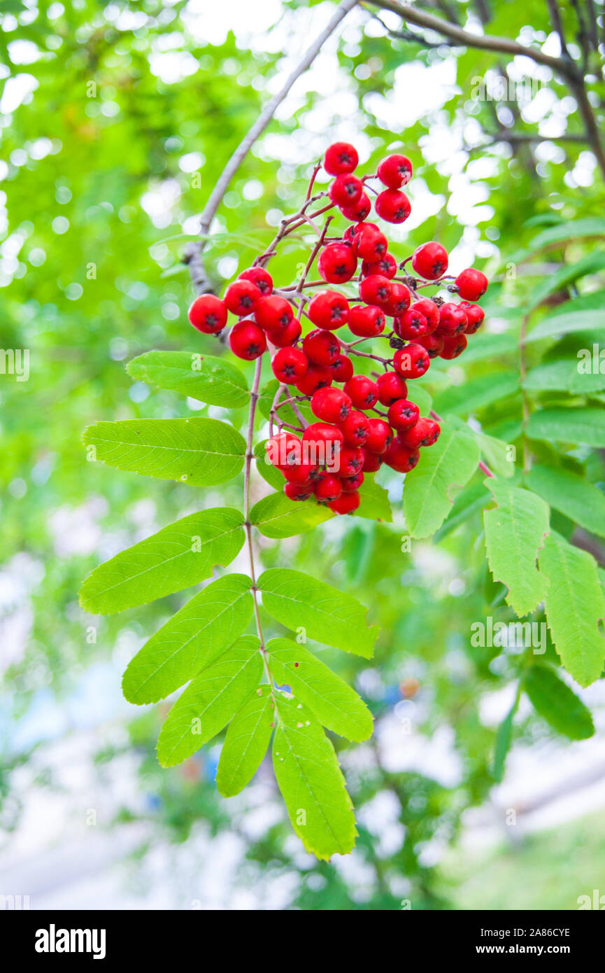 The end of summer or the beginning of autumn - leaves and grass are still green; bright red rowan berries stand out against their background. Stock Photo