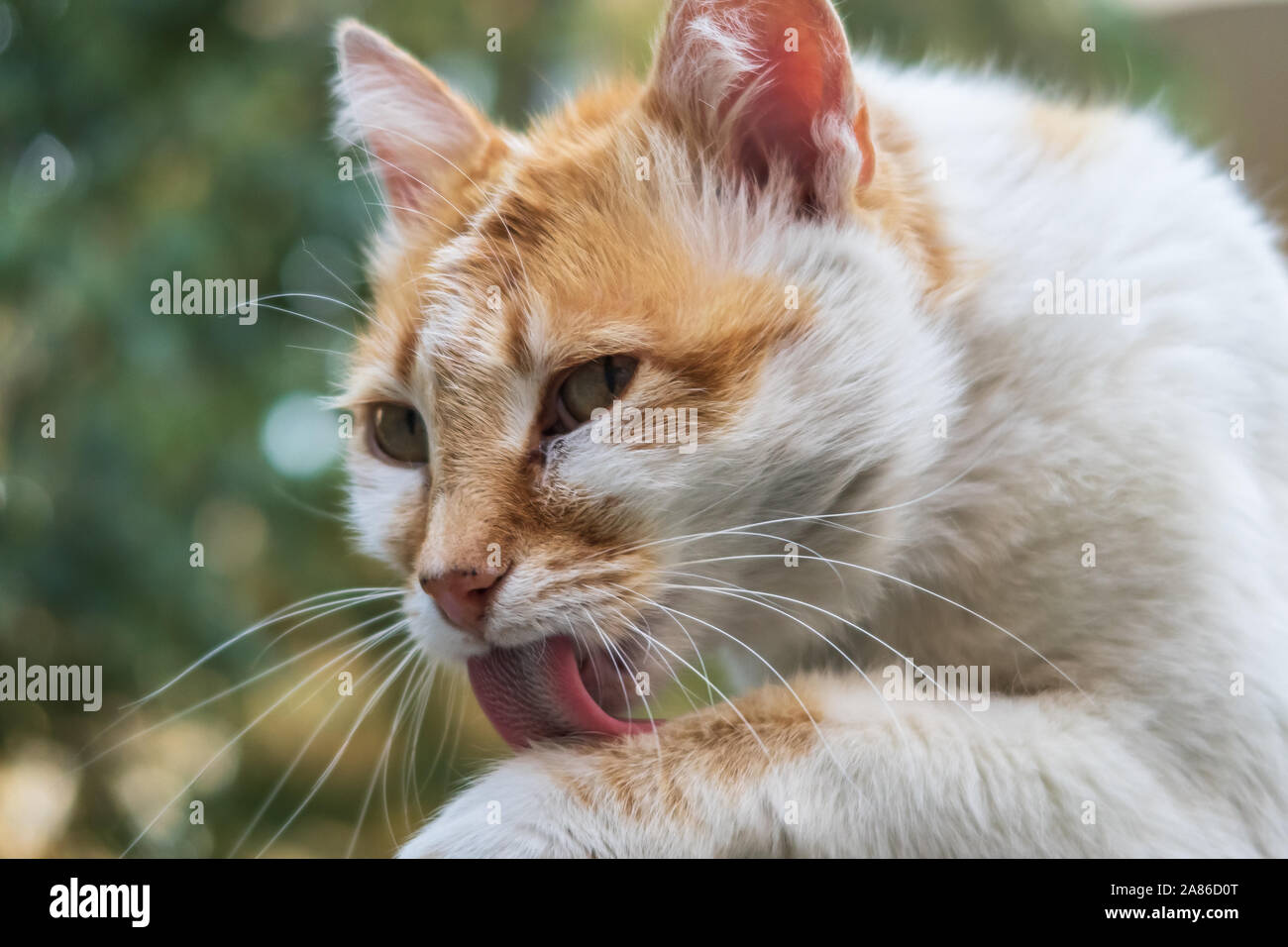 Cat licking its paw Stock Photo Alamy