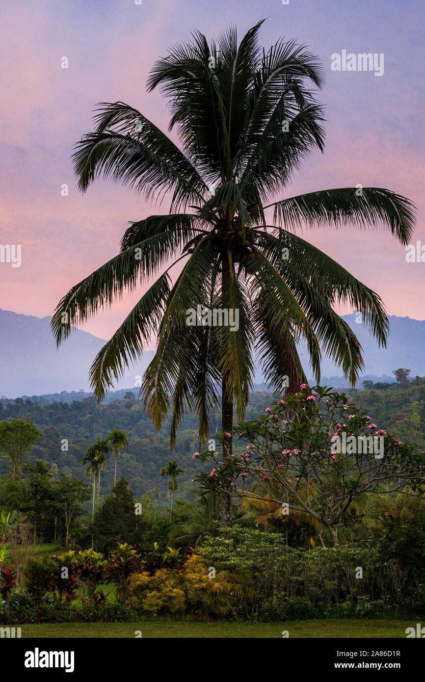 Timur tree hi-res stock photography and images - Alamy