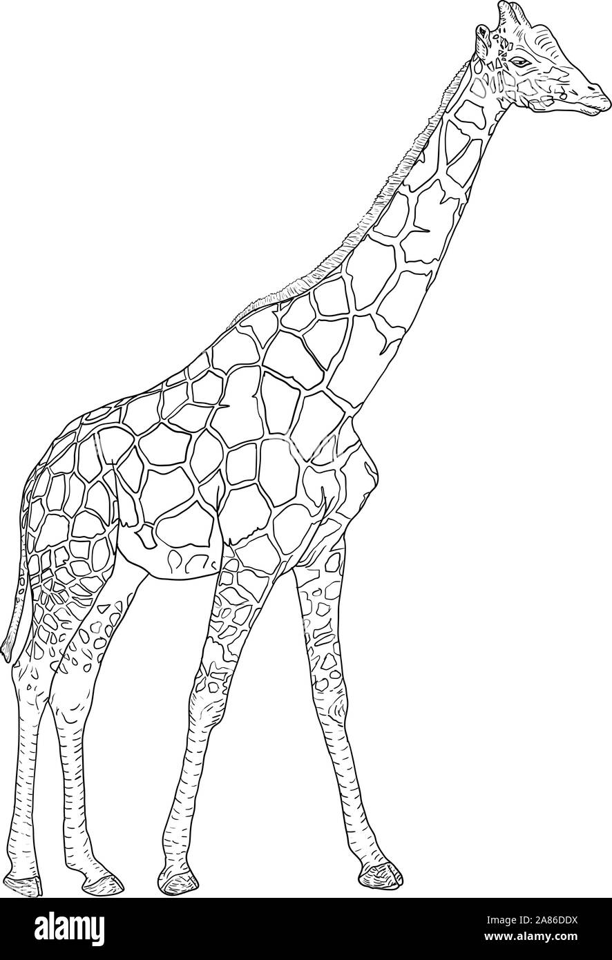 Giraffe Sketch Book: Burnett, Suzanne: Amazon.com: Books-anthinhphatland.vn