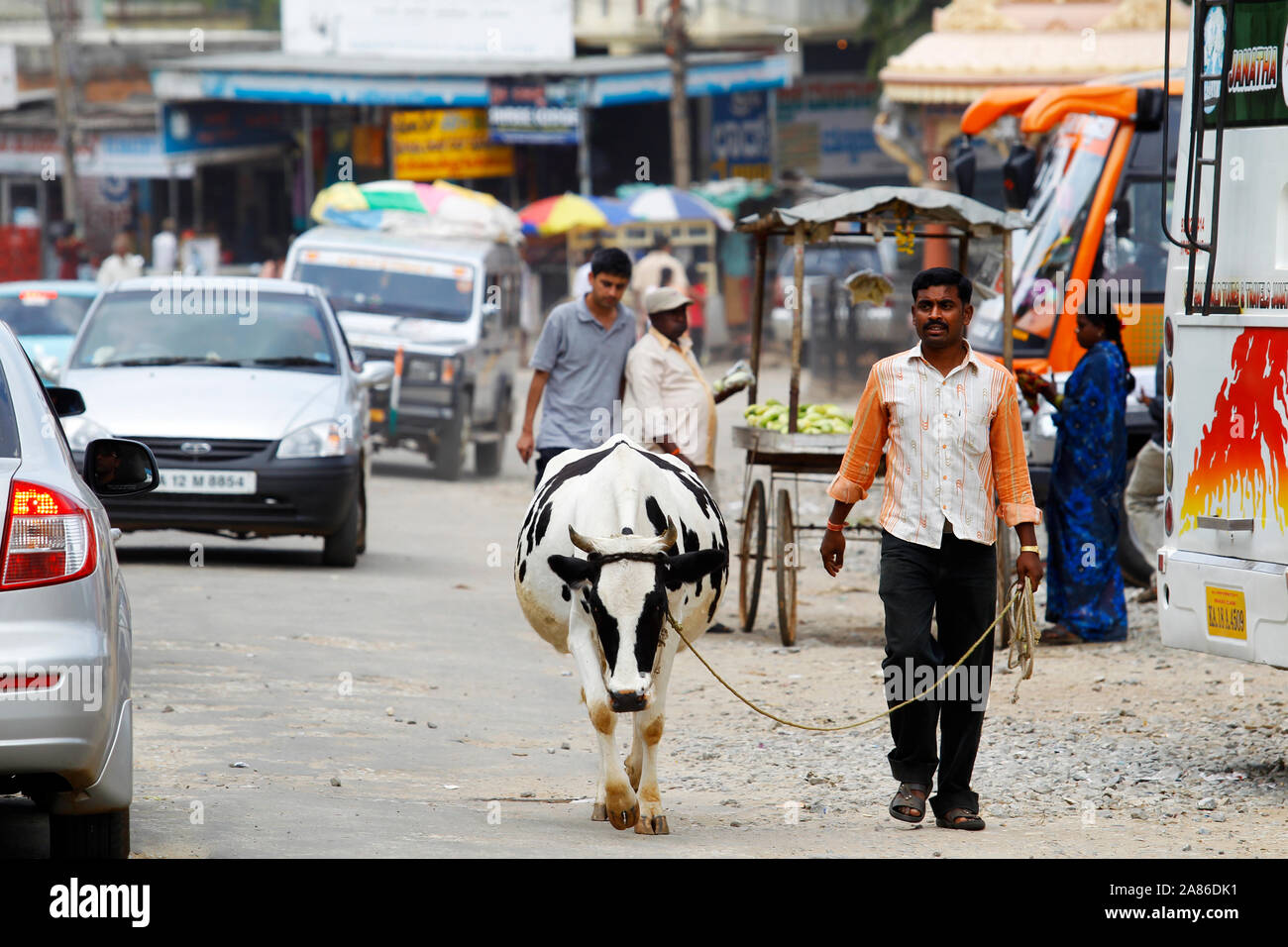 Indian man taking his cow for a stroll at Halebeedu town, Karnataka, india Stock Photo