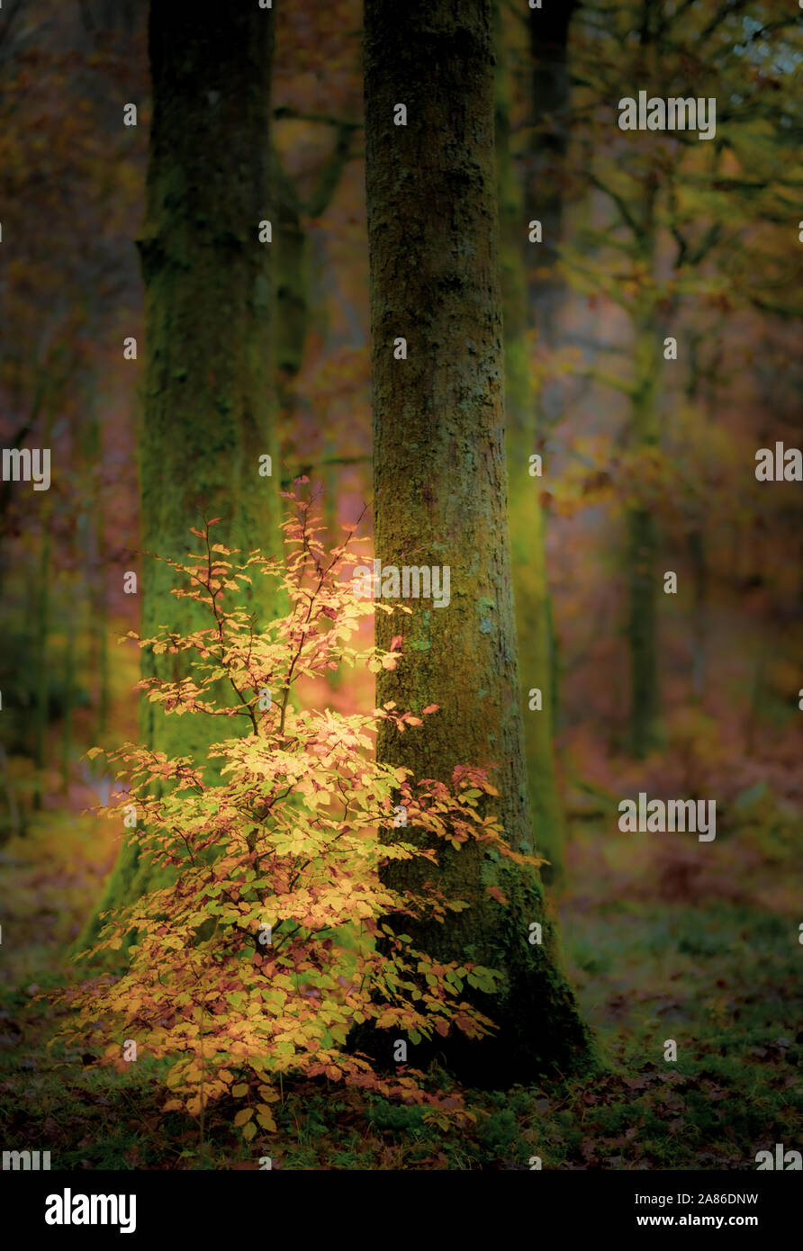 Young Beech Tree in autumn in an English woodland Stock Photo