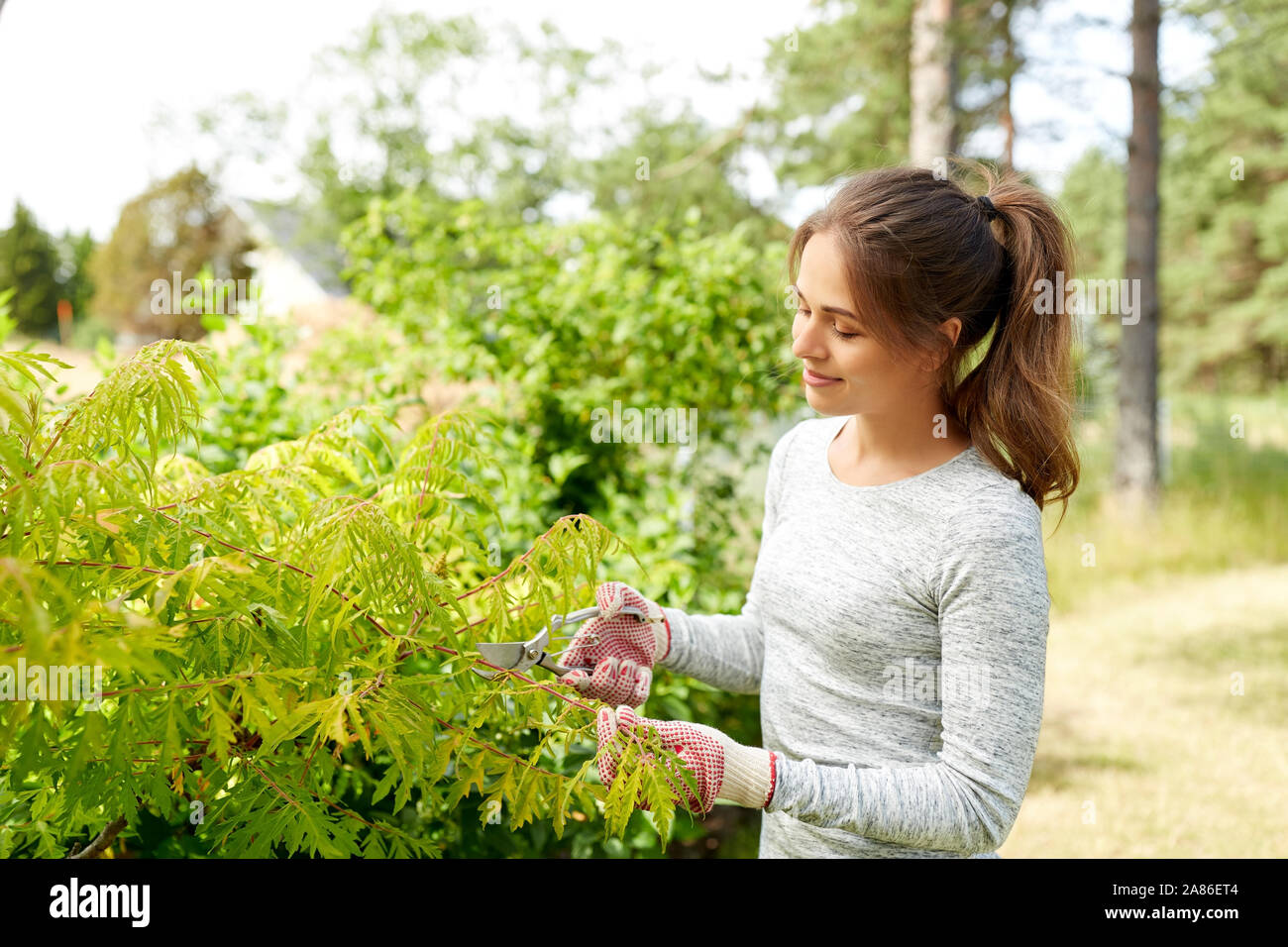 woman with pruner cutting bushes at summer garden Stock Photo