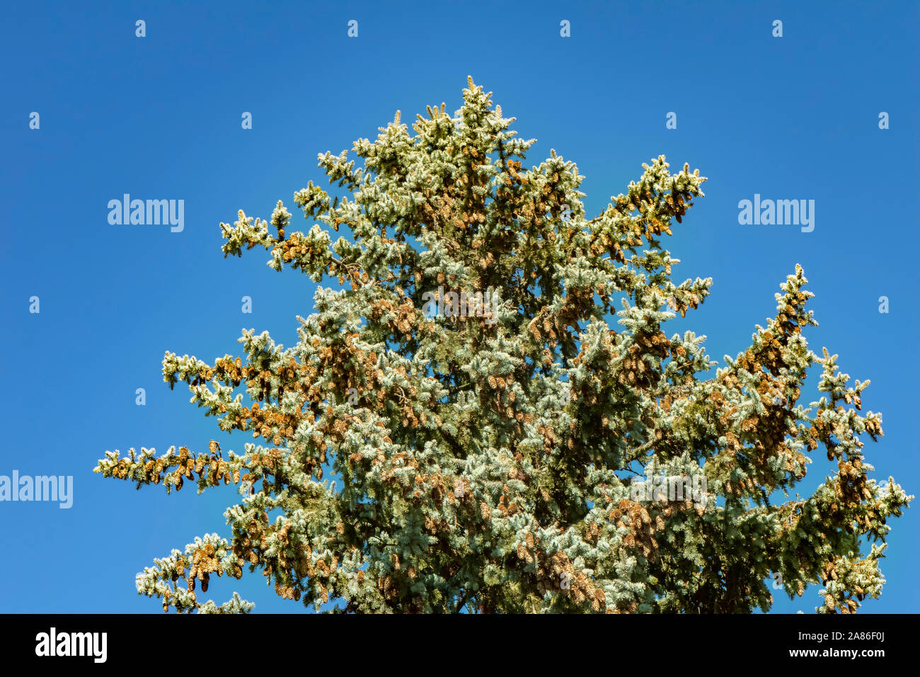Spruce (Picea abies) with extremely many cones against a blue sky. Stock Photo
