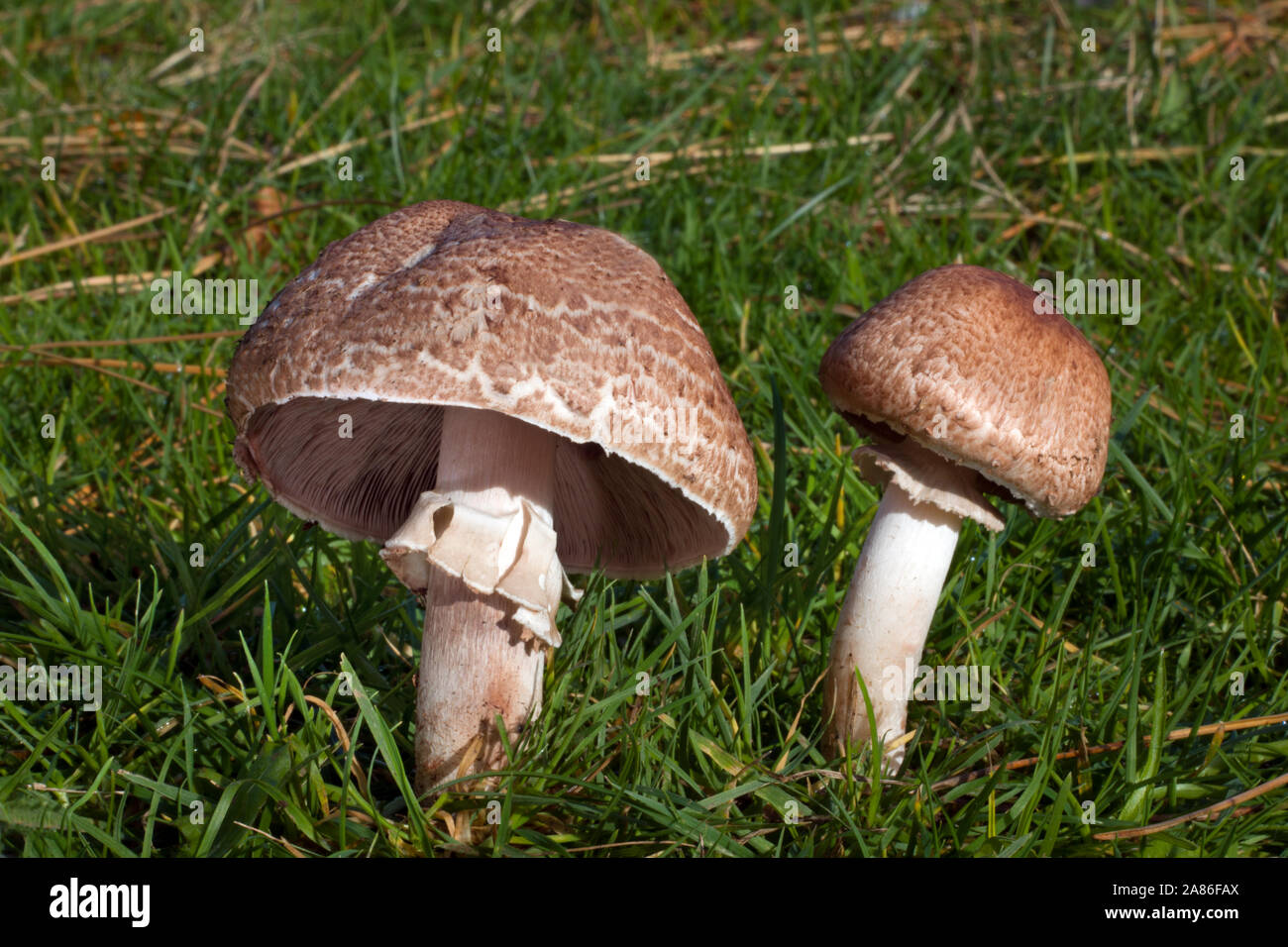 Agaricus subperonatus is a widespread, saprobic fungus often occurring in groups on tree-shaded, humus-rich ground and on woodland edges. Stock Photo