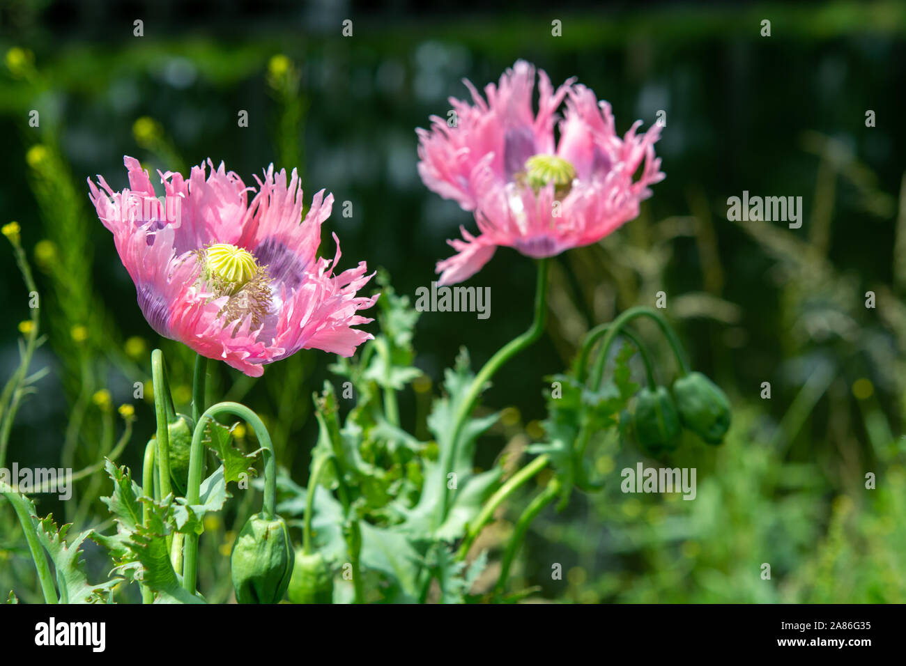 Beautiful flowers of Papaver somniferum or opium breadseed poppy plant close up Stock Photo Alamy