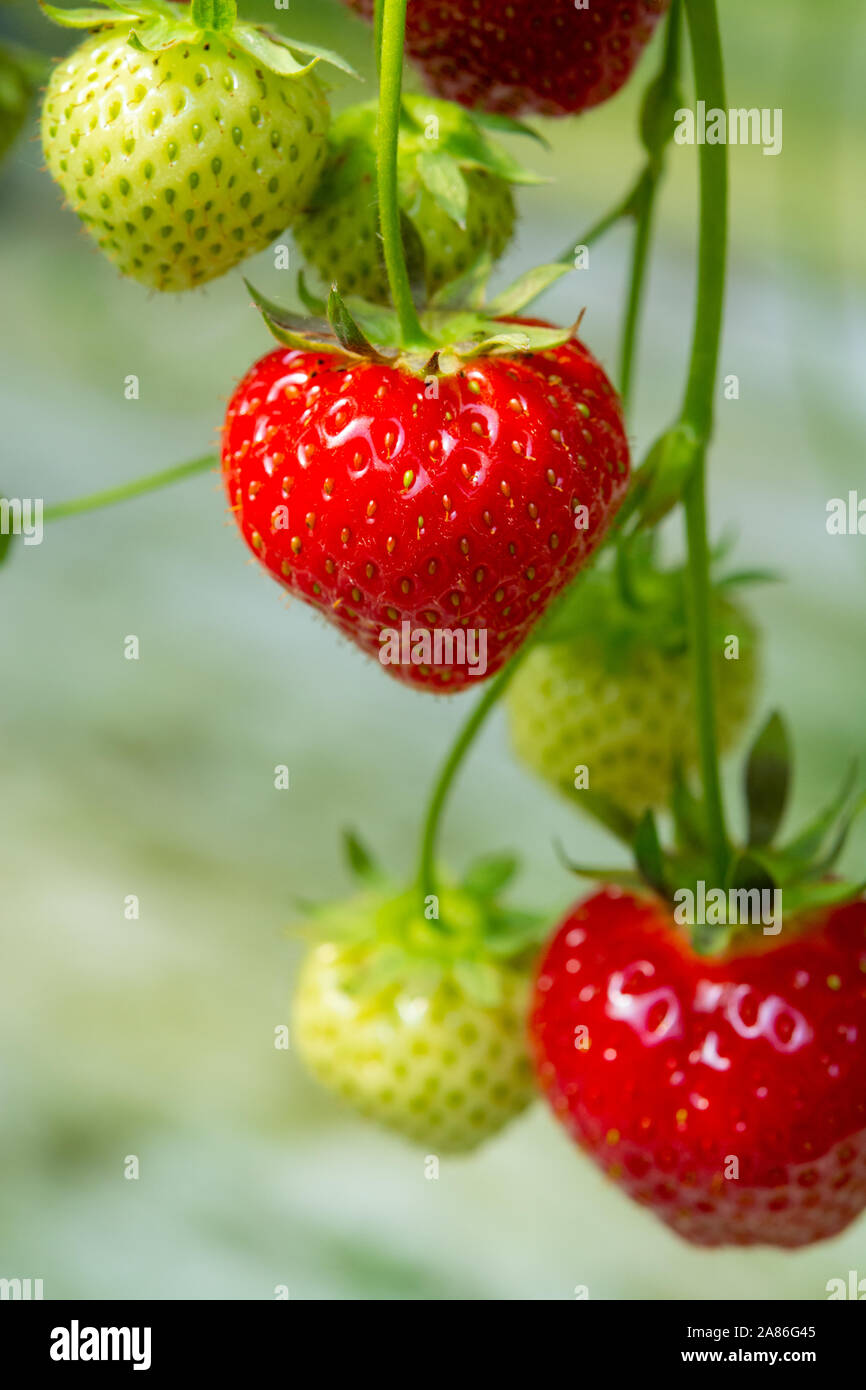 Fresh tasty ready for harvest ripe red and unripe green strawberries ...