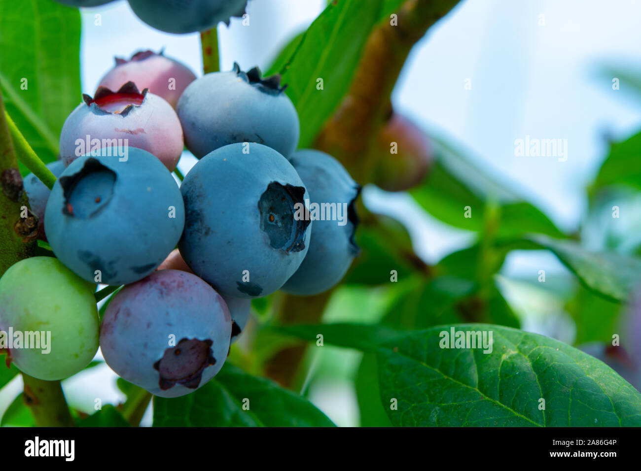 Healthy food and antioxidant, blueberry berries ripening on plant in