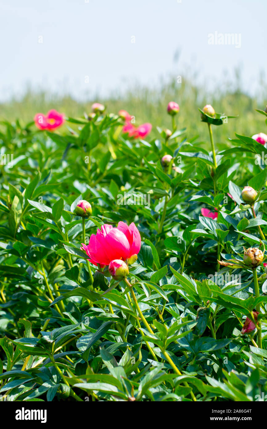 Green nature background with blossoming pink peony flowers on farmers field Stock Photo