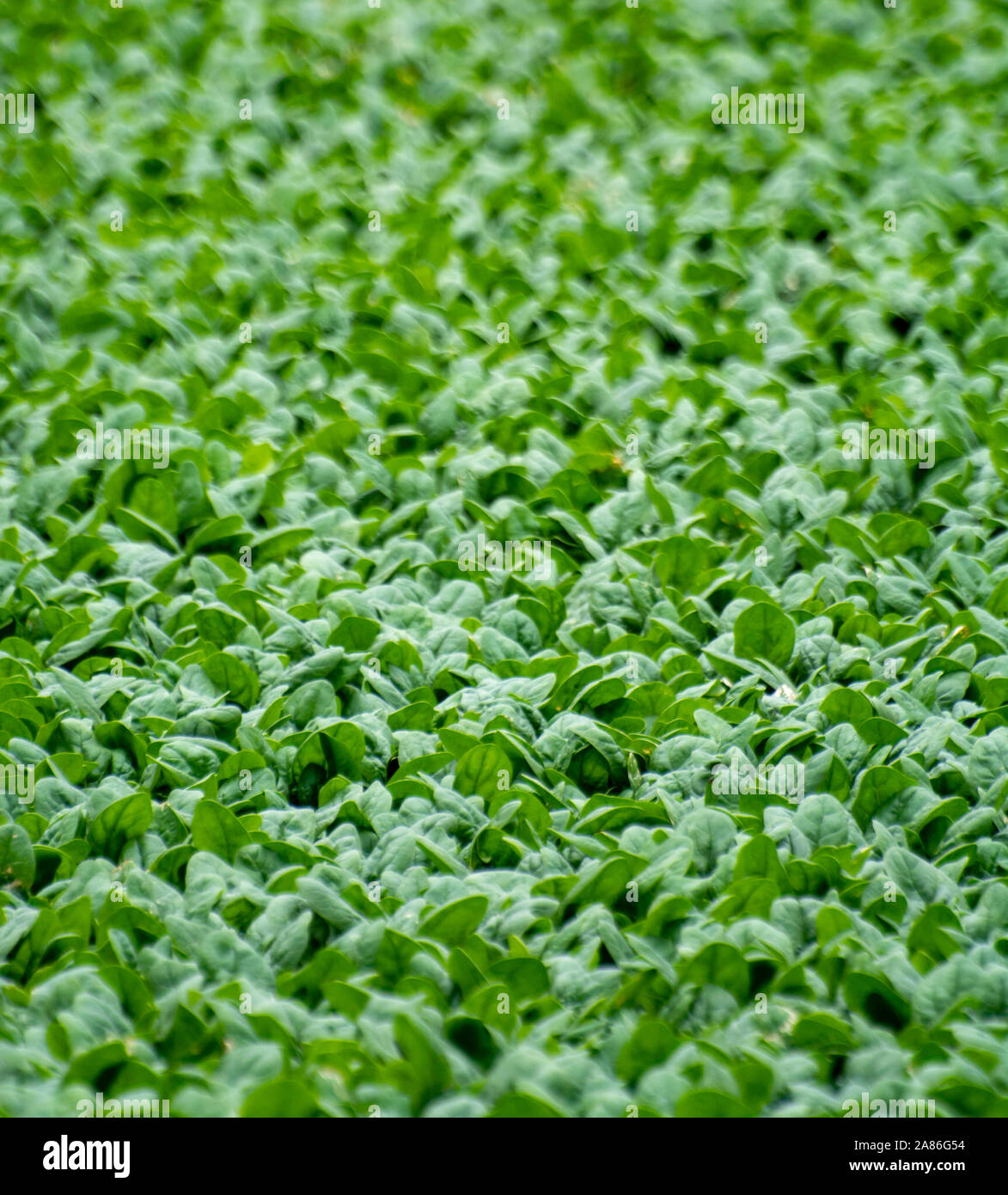 Food background with growing green baby spinach plants Stock Photo - Alamy