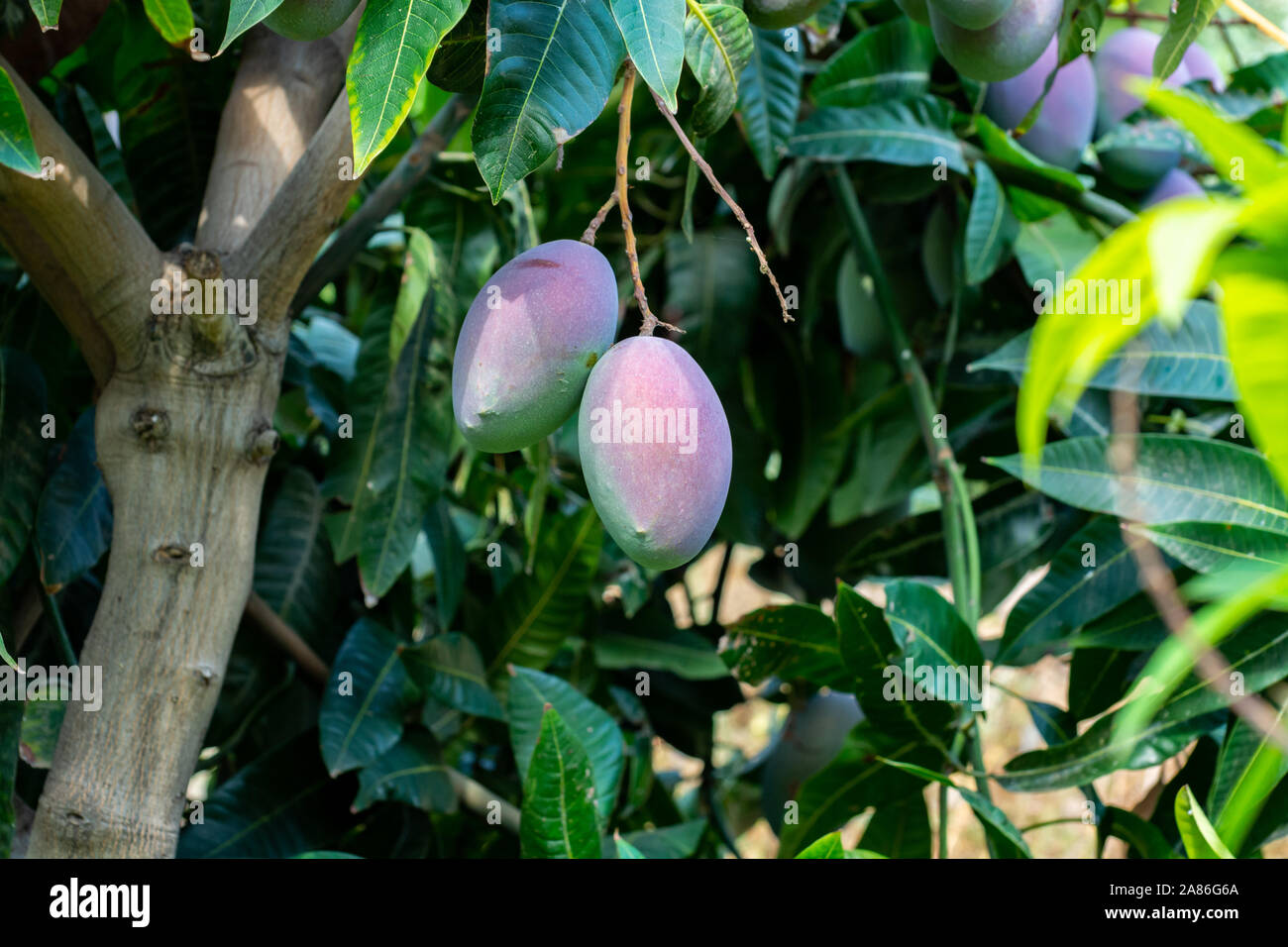 Rotten mango hi-res stock photography and images - Alamy