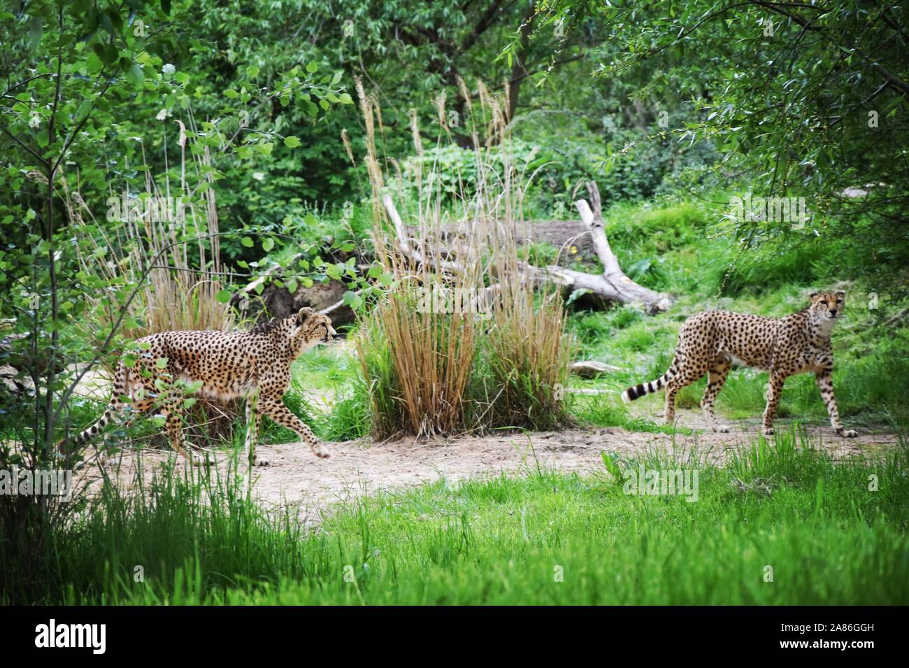 two adult cheetahs walking around pen in chester zoo Stock Photo