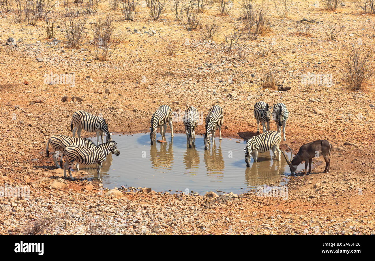 Animals drinking at a water hole in Etosha National Park, Namibia Africa Stock Photo - Alamy Animals drinking at a water hole in Etosha National Park, Namibia Africa Stock Photo - Alamy