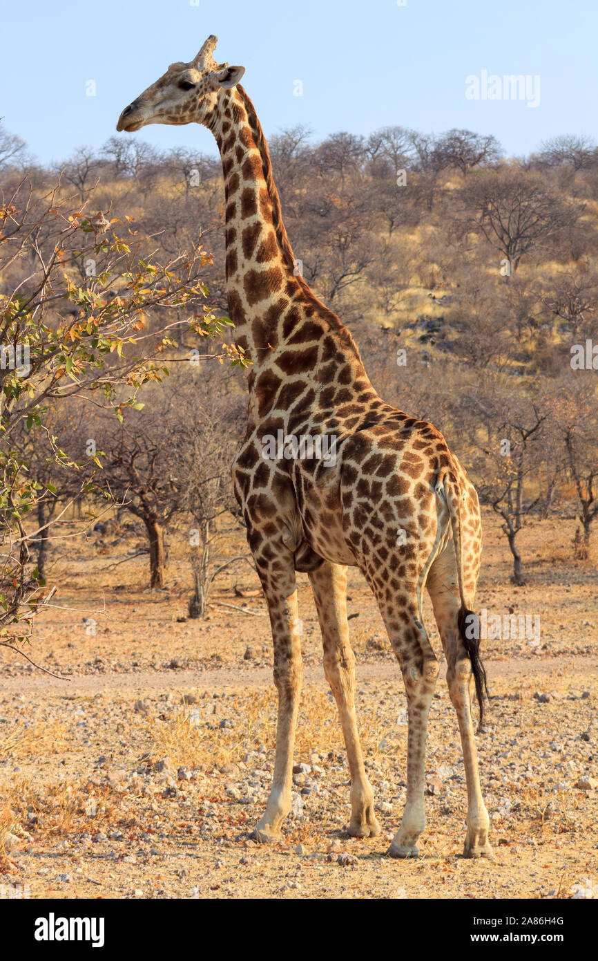 Tall full sized giraffe at Etosha National Park in Namibia, Africa Stock Photo