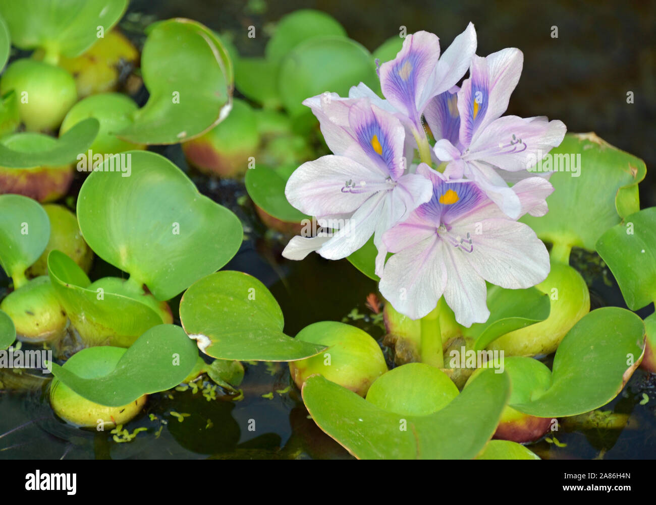 Water hyacinth in bloom in New Mexico summer Stock Photo Alamy