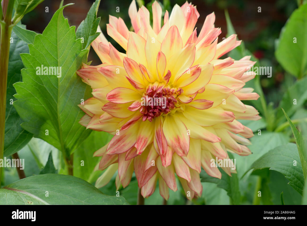 Dahlia. Semi cactus. Name Mon Amour. Closeup of large flower with yellow and pink petals. Stock Photo