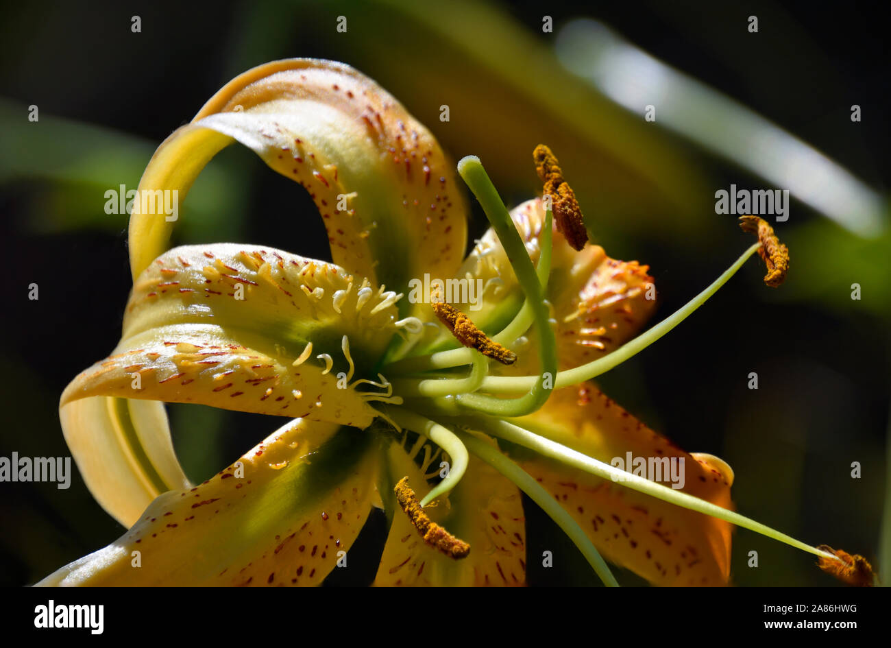 Tiger Lily or Lilium Henri at the Botanical Gardens in New Mexico. Stock Photo