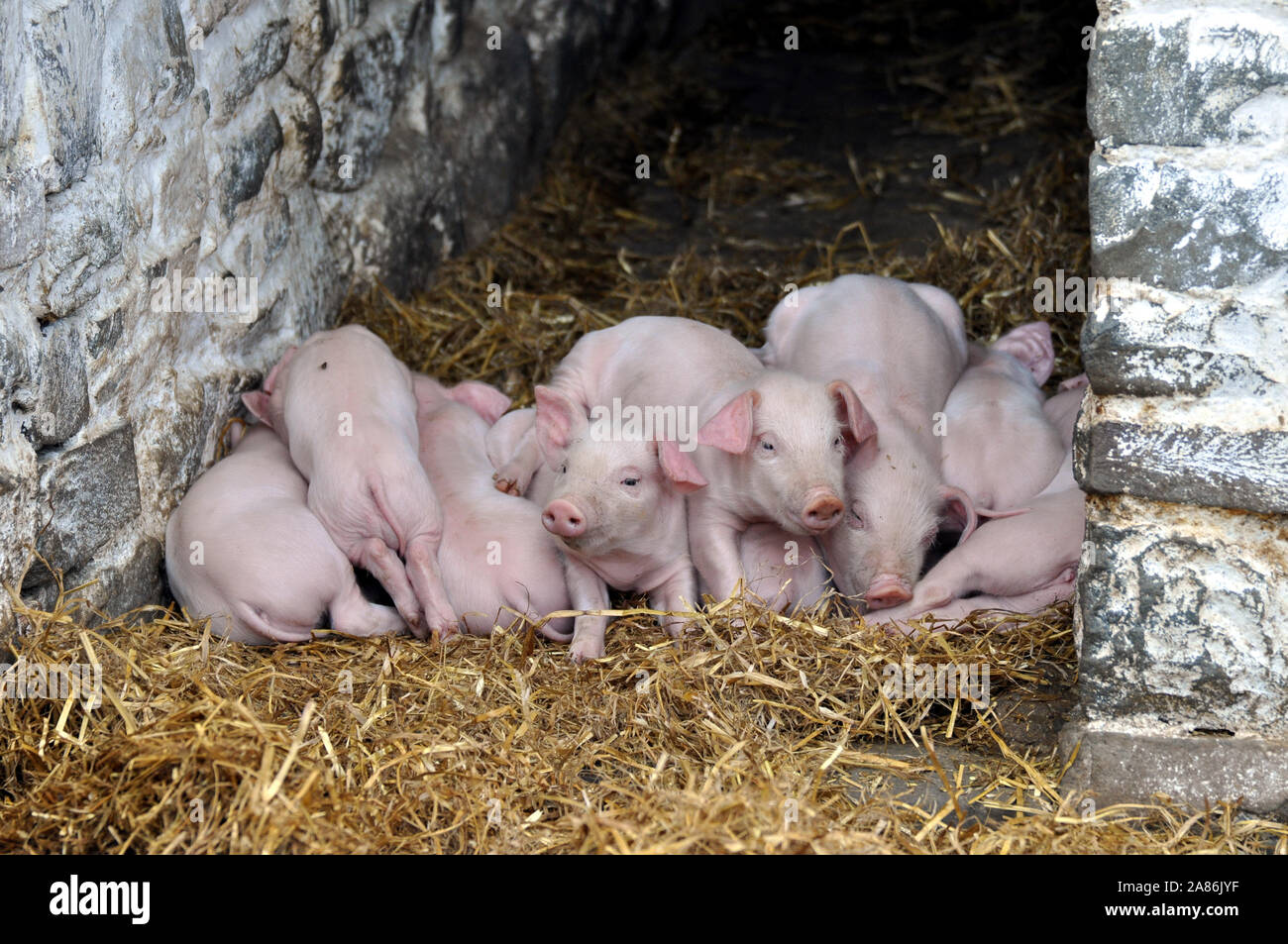A litter of very cute baby piglets sleeping hay huddled on top of each other trying to keep warm - Wales UK Farm - Looking at camera Stock Photo
