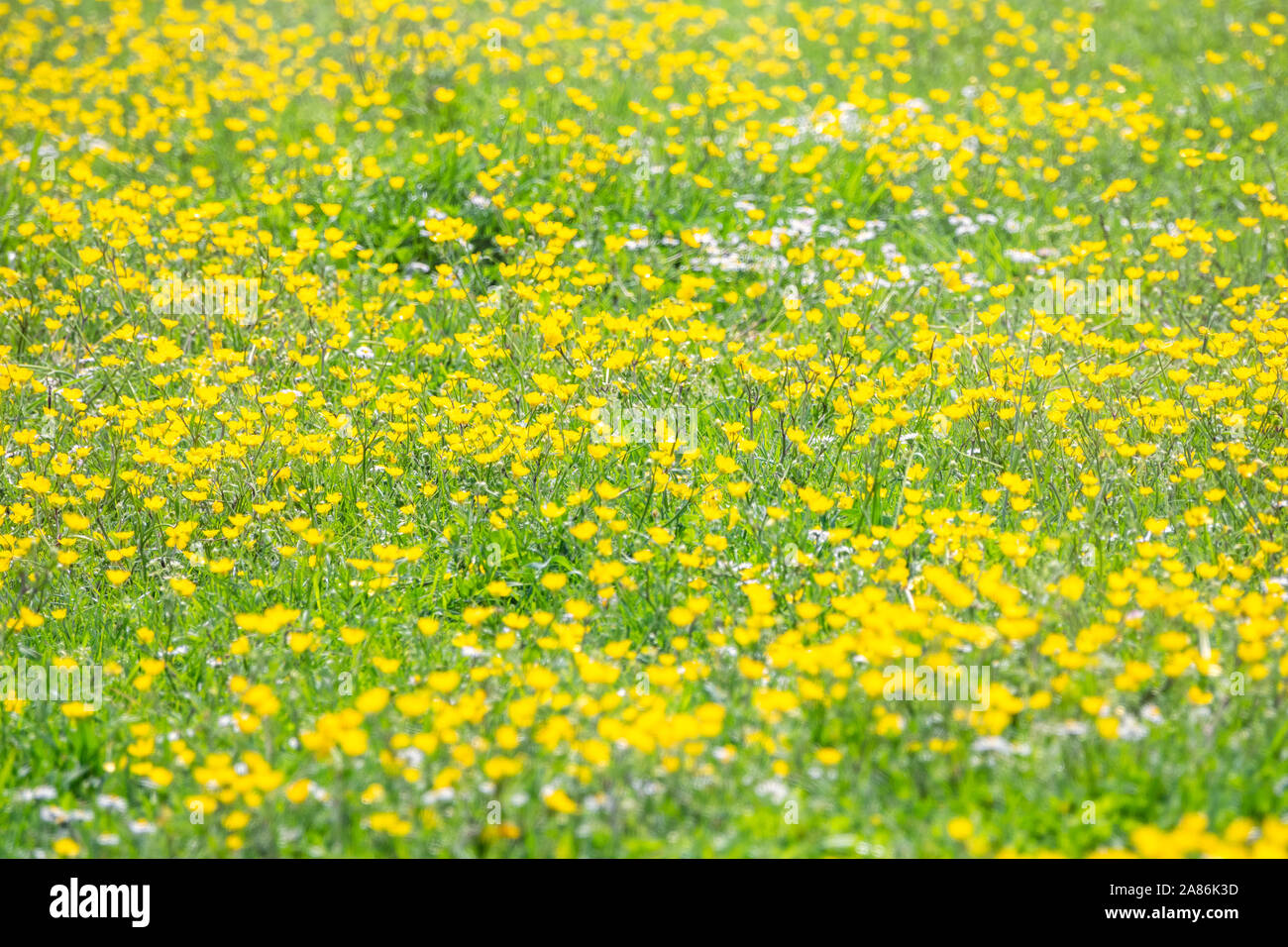 Green meadow with yellow wildflowers in the sunshine. Meadow morning ...