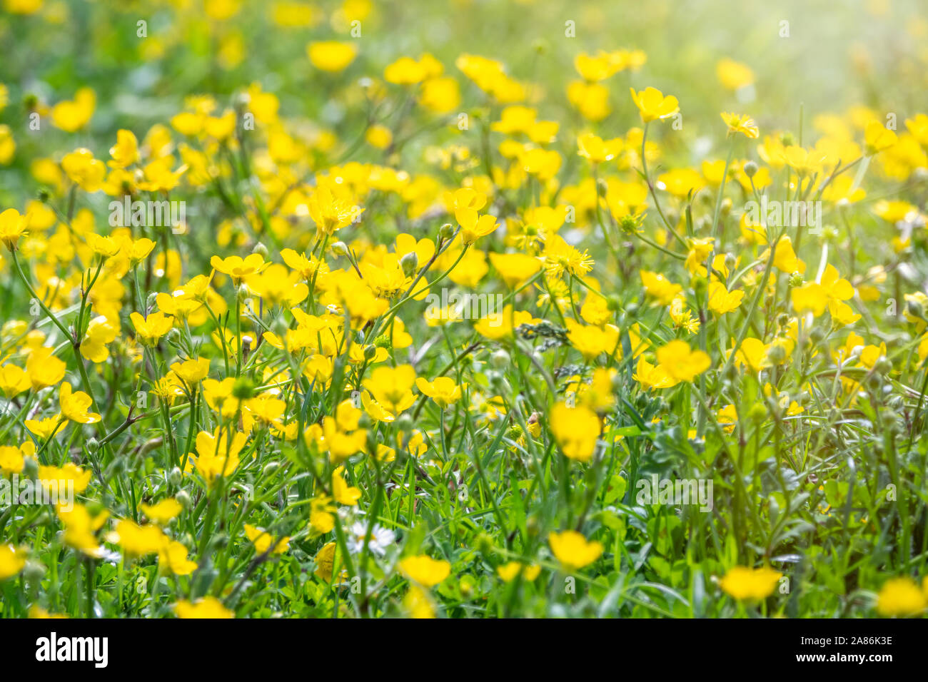 Green meadow with yellow wildflowers in the sunshine. Meadow morning ...