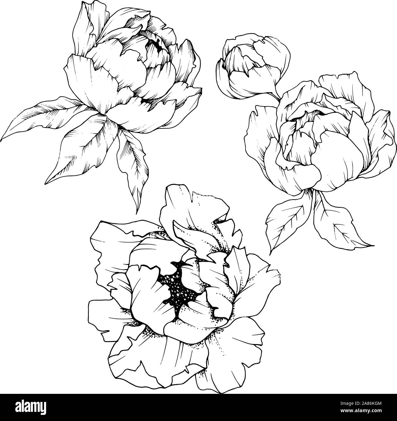 Wildflower peony in a vector style isolated. Black and white engraved ink art. Stock Vector