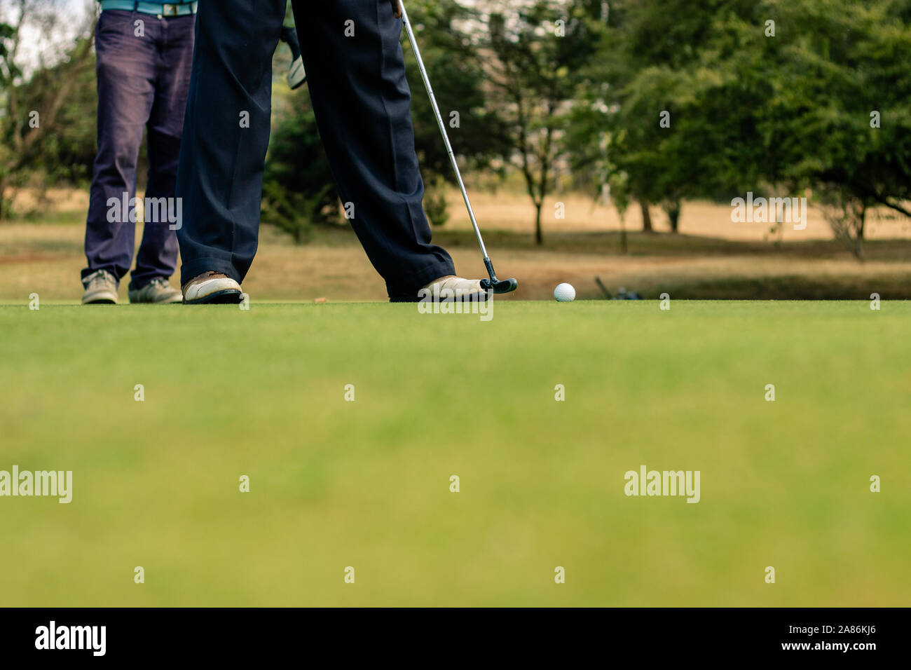 Male lower body in black pants making golf putt Stock Photo