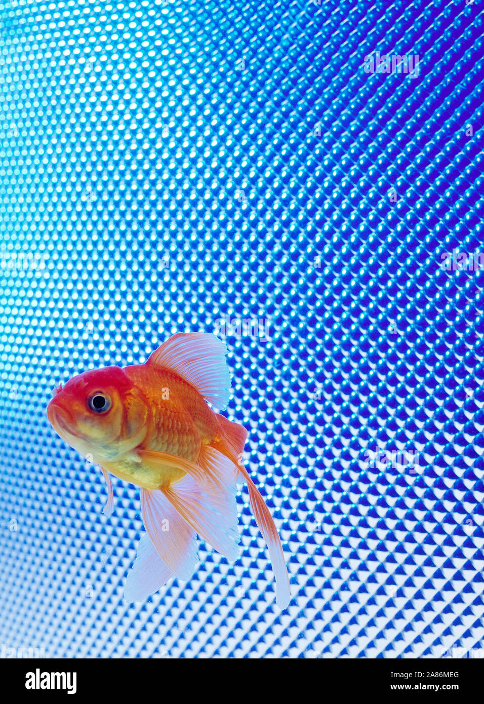 Fantail Goldfish swimming in tank with metallic blue textured background. Stock Photo