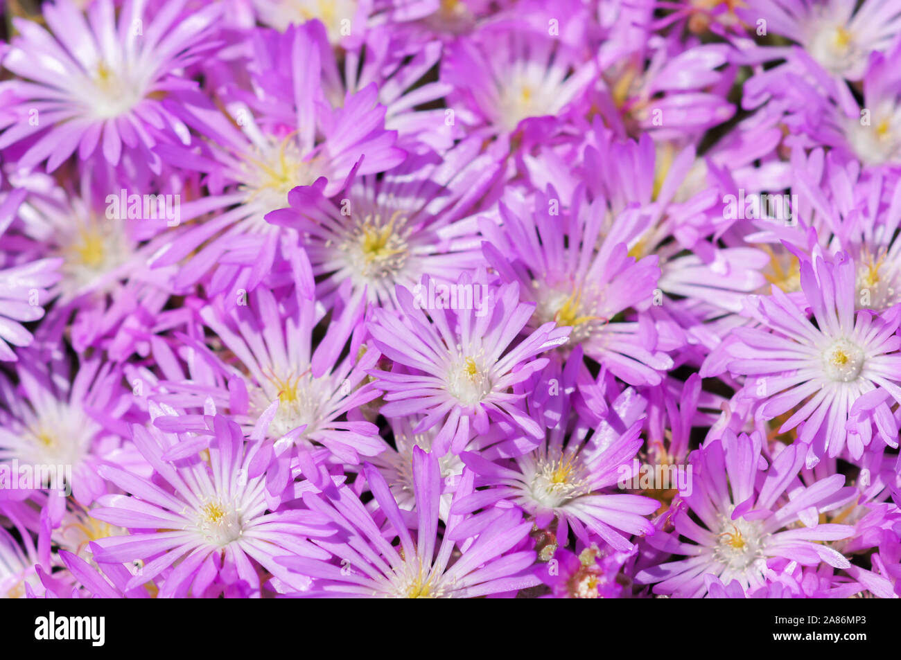 Carpet of Ice Plant Blooming in Springtime. Stock Photo