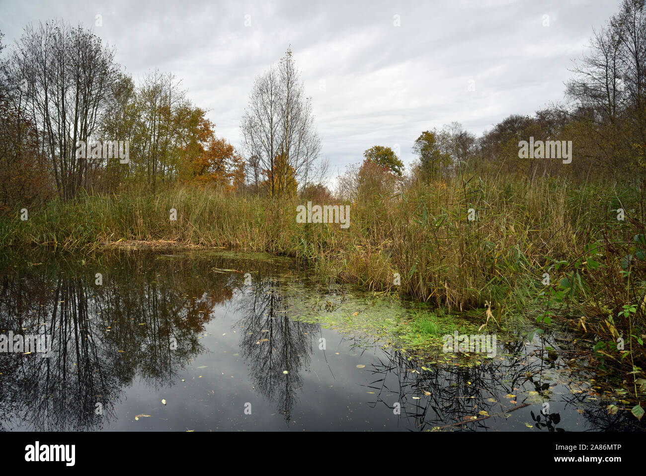 The Pond (pool) at Askham Bog Nature Reserve and Site of Special Scientific Interest Stock Photo