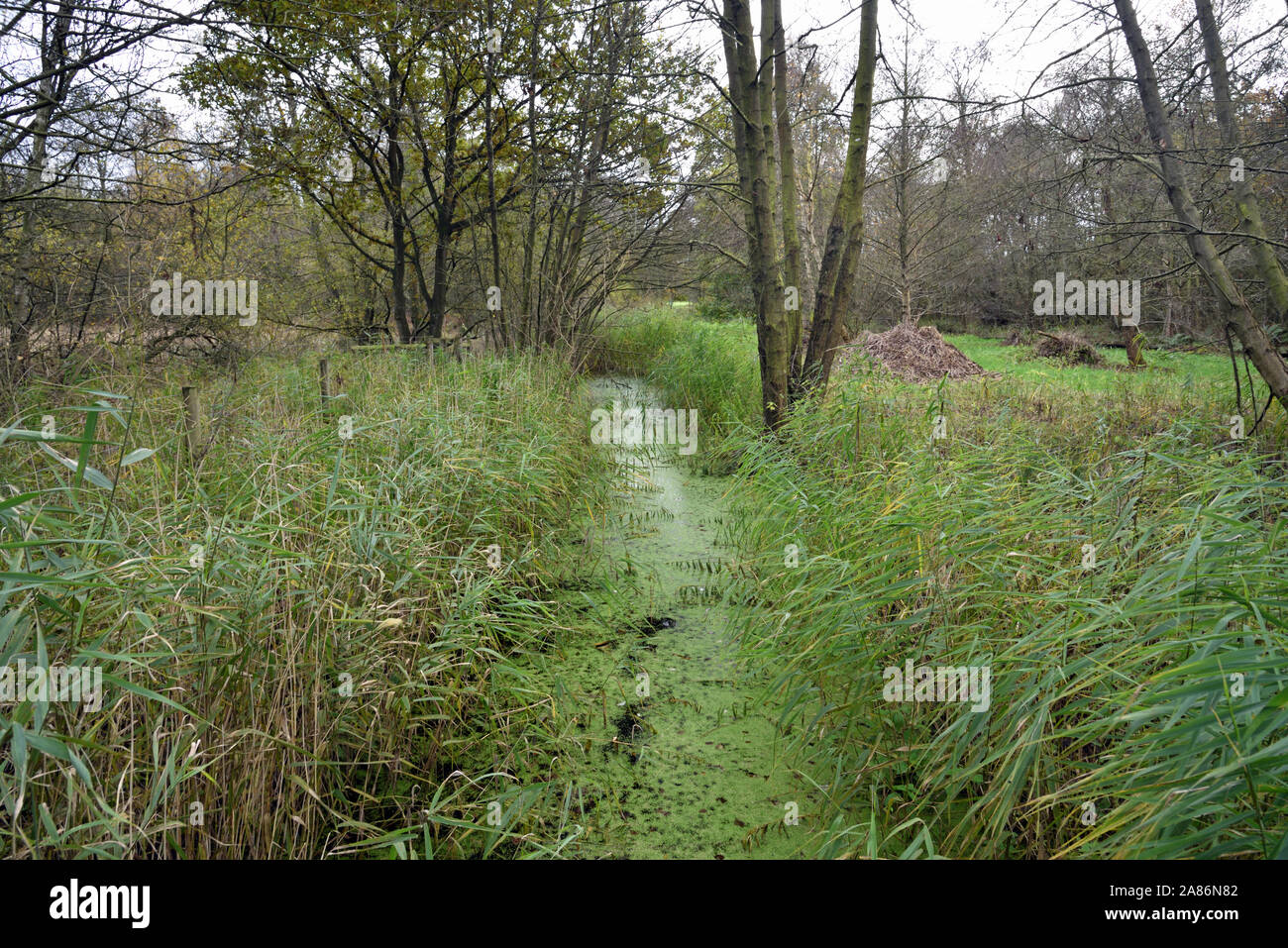 Water Channel at Askham Bog Nature Reserve and Site of Special Scientific Interest Stock Photo
