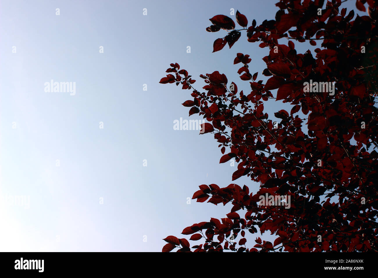 Sunny sky and red leaves tree top Stock Photo - Alamy