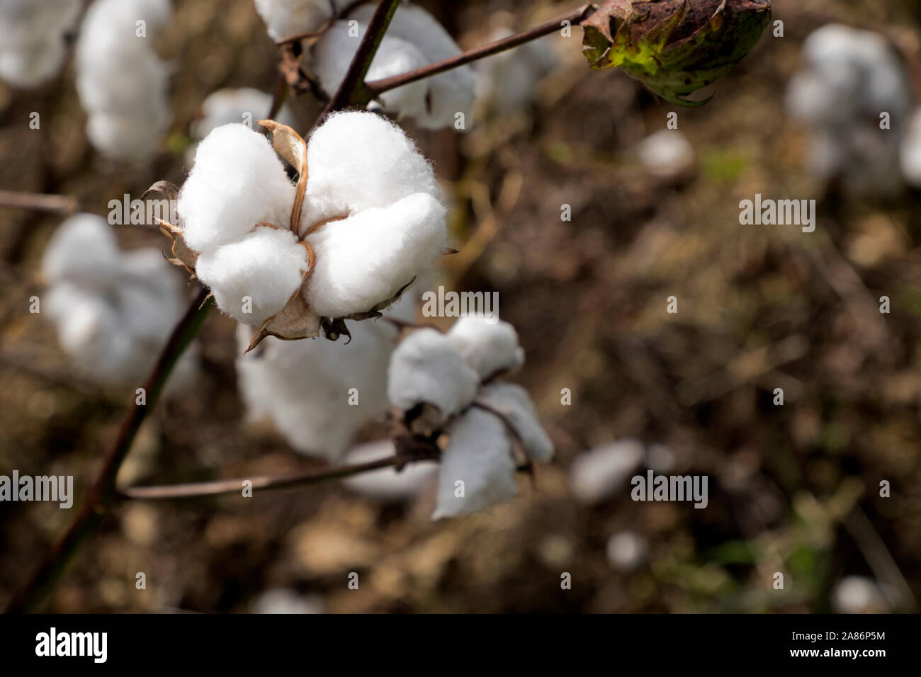 Cotton field in Foley, Alabama Stock Photo Alamy