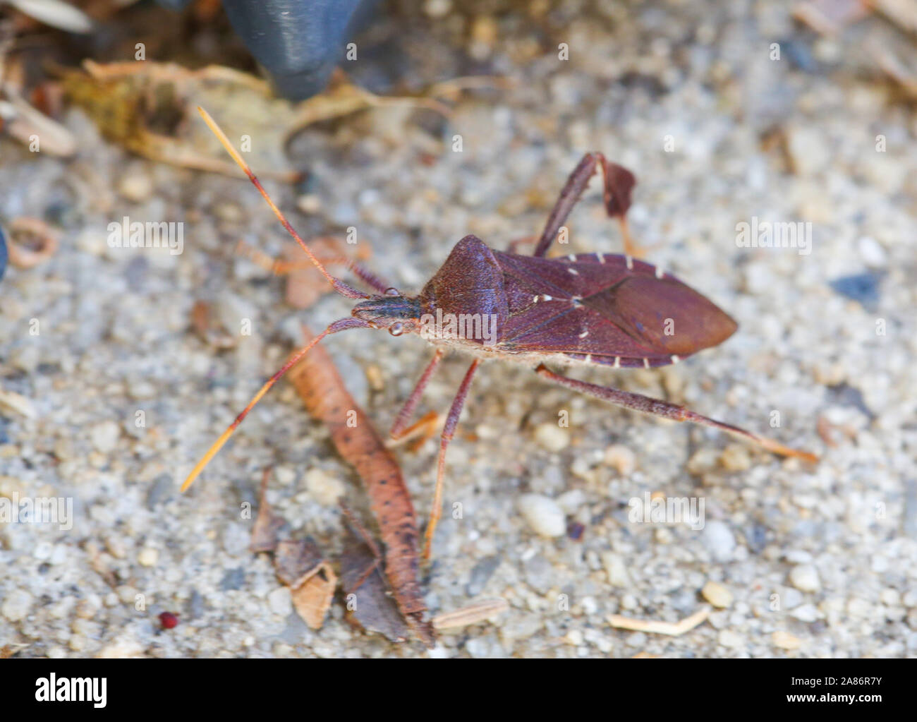 Western Conifer Seed Bug (Leptoglossus occidentalis) in backyard - Image Stock Photo