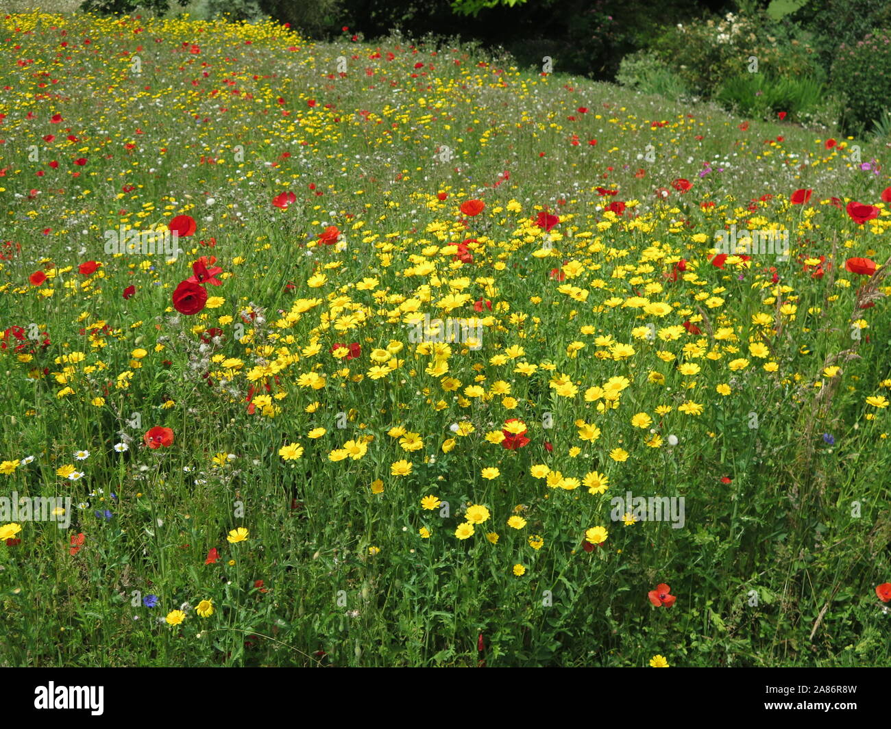 Wild Flower Meadow Stock Photo - Alamy