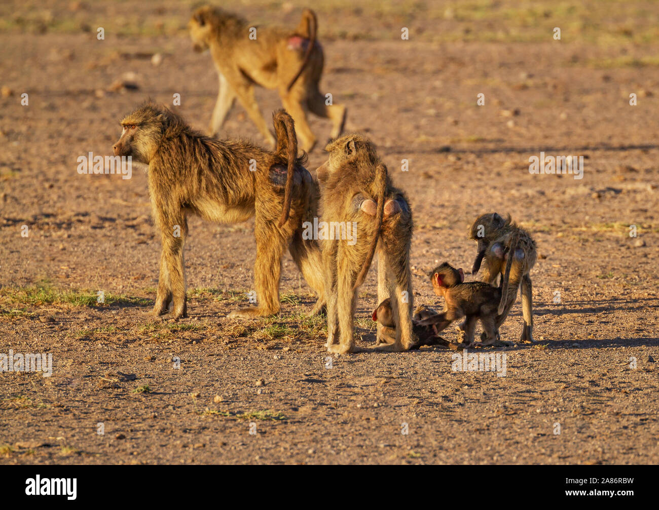 Yellow baboon family troop, Papio cynocephalus, with three young baby baboon infants. Amboseli National Park, Kenya, East Africa. Side rear buttocks Stock Photo