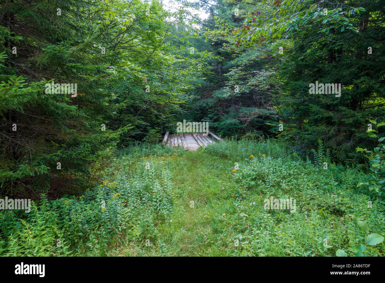 Trail along Upstate New York's Northville Placid Trail Stock Photo Alamy