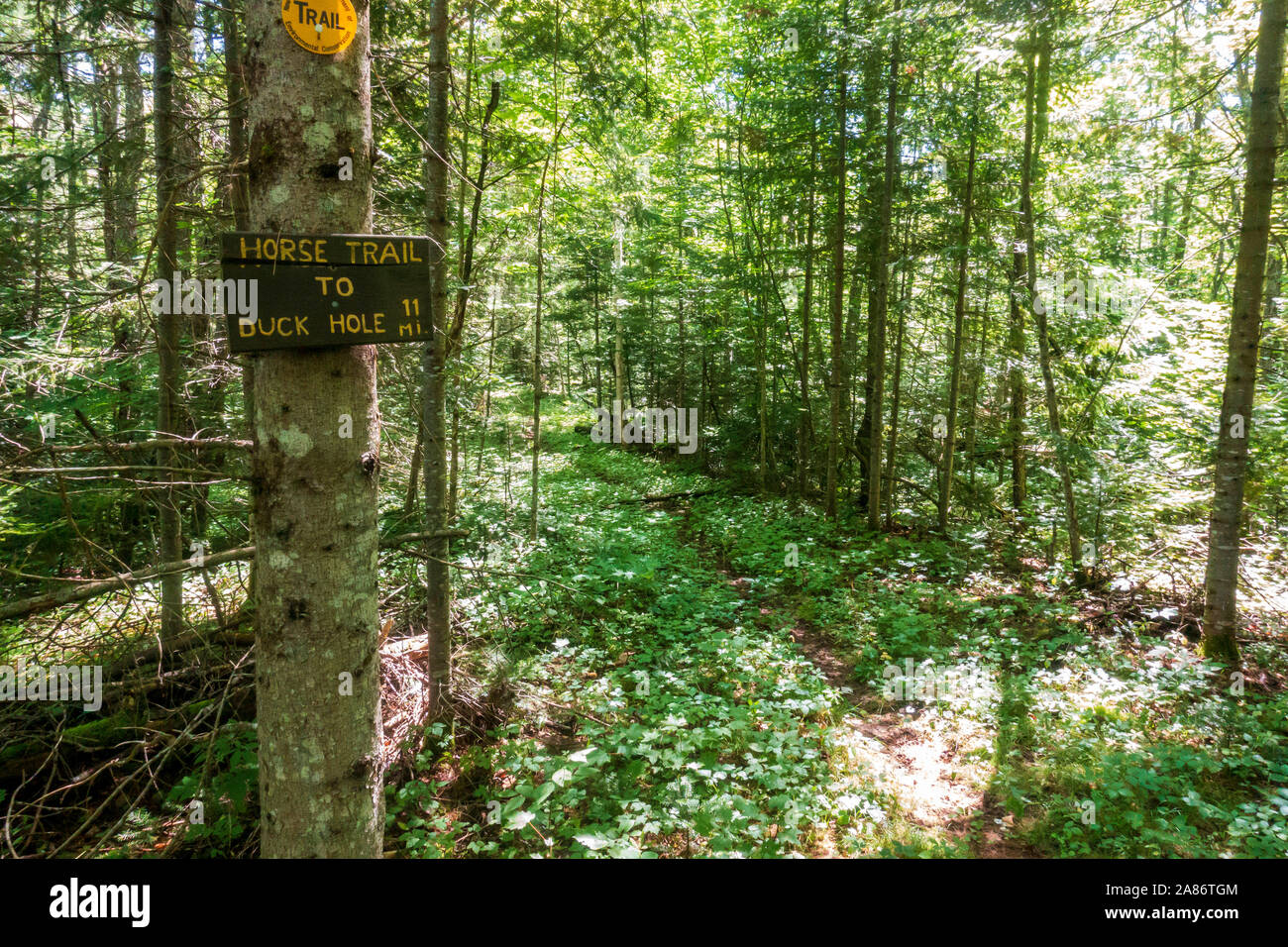 Trail along Upstate New York's Northville Placid Trail Stock Photo Alamy