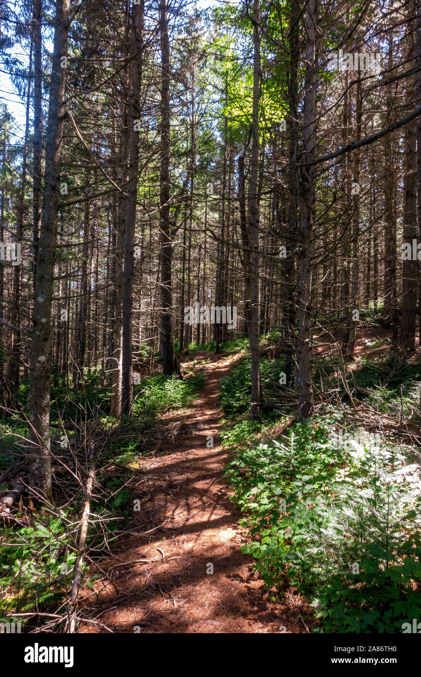Trail along Upstate New York's Northville Placid Trail Stock Photo Alamy