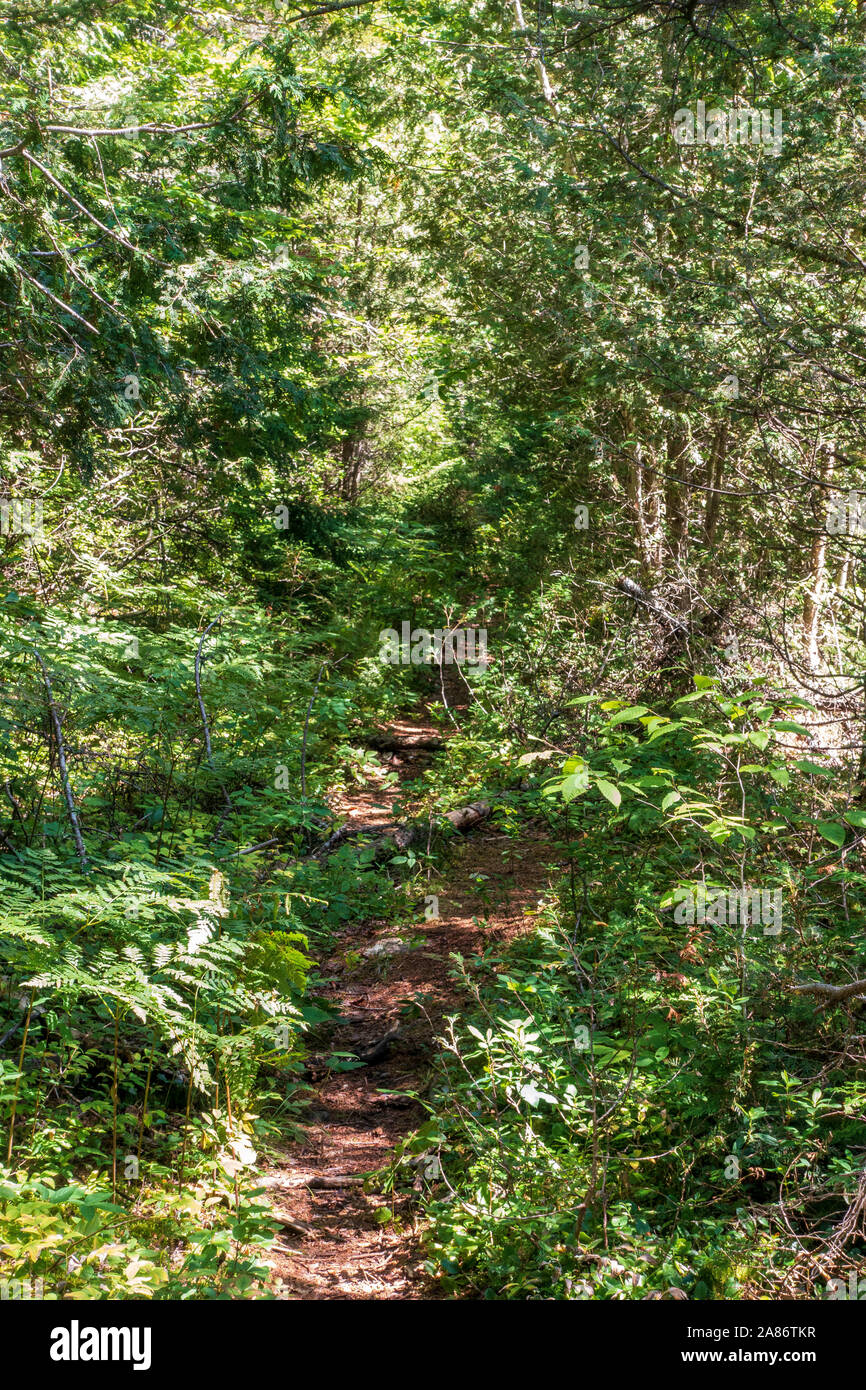 Trail along Upstate New York's Northville Placid Trail Stock Photo Alamy