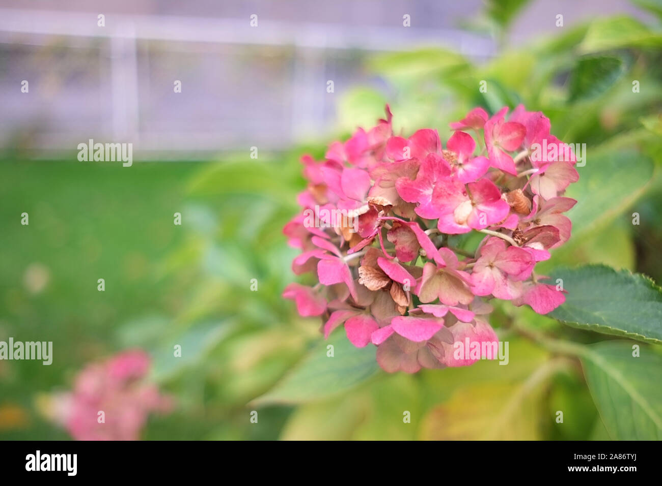 Beautiful pink flower green grass hi-res stock photography and images ...