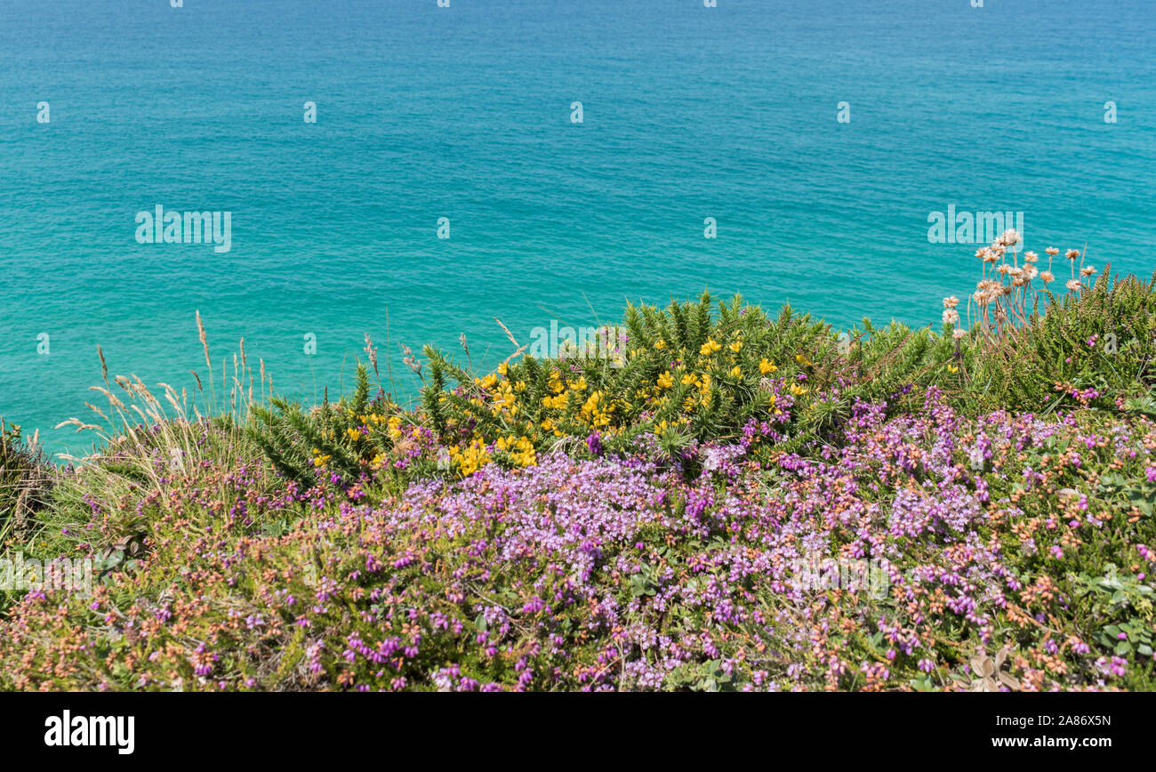 Wildflowers growing on the South West Coast Path near Wheal Coates, north Cornwall, UK Stock Photo