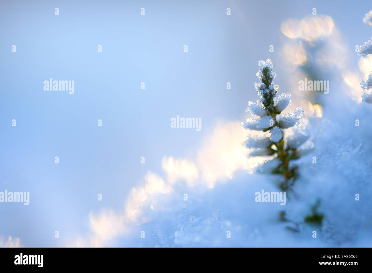 Common heather, Calluna vulgaris, flowers covered with ice crystals and snow Stock Photo